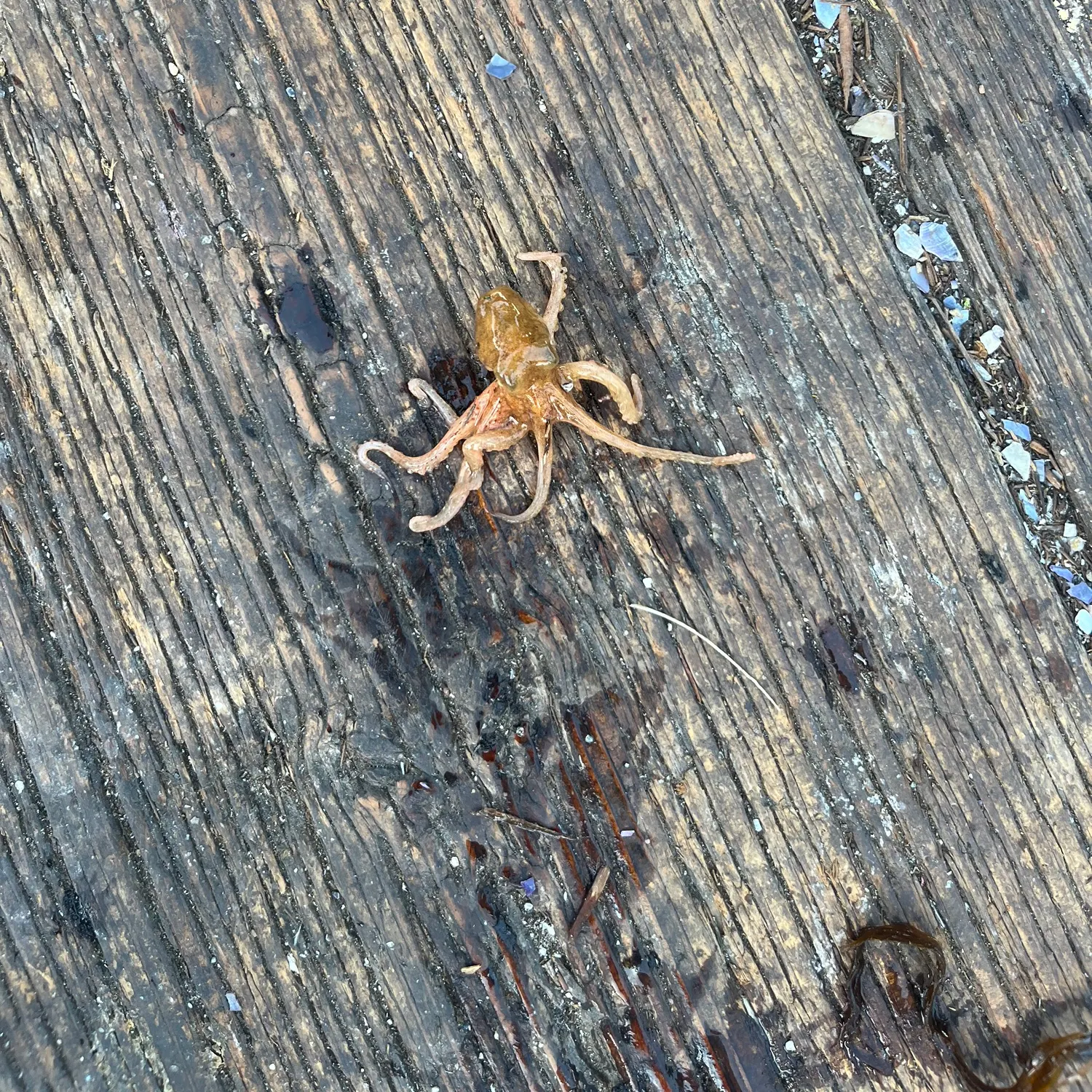 The most recent Common octopus catches on Fishbrain