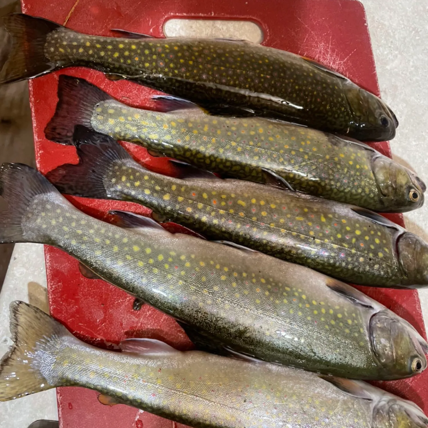 recently logged catches