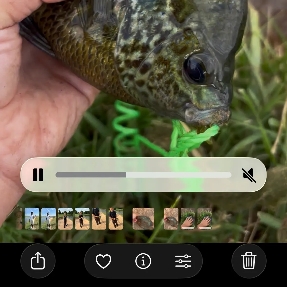recently logged catches