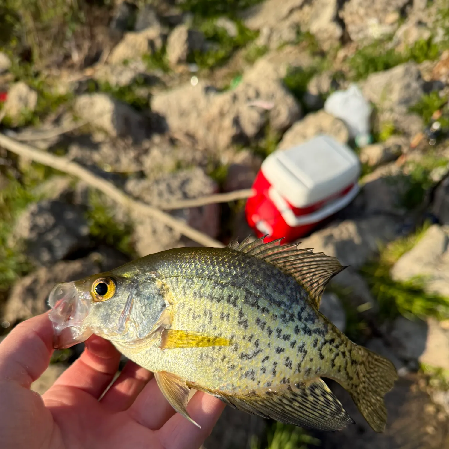 catch