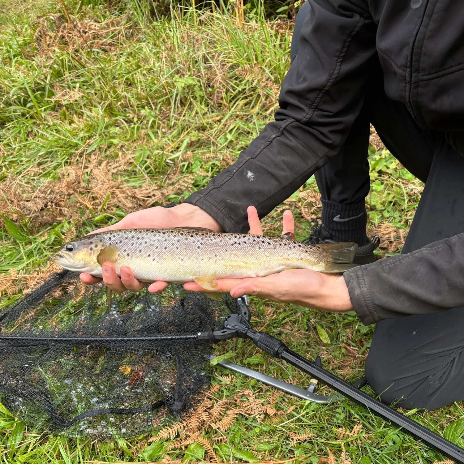 Brown trout caught on Fishbrain