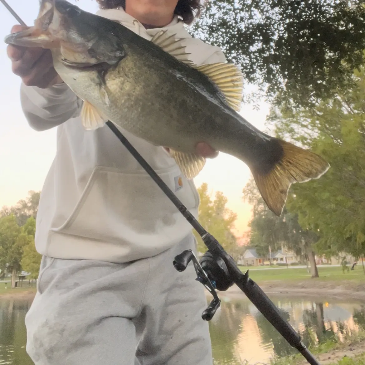Largemouth bass caught on Fishbrain