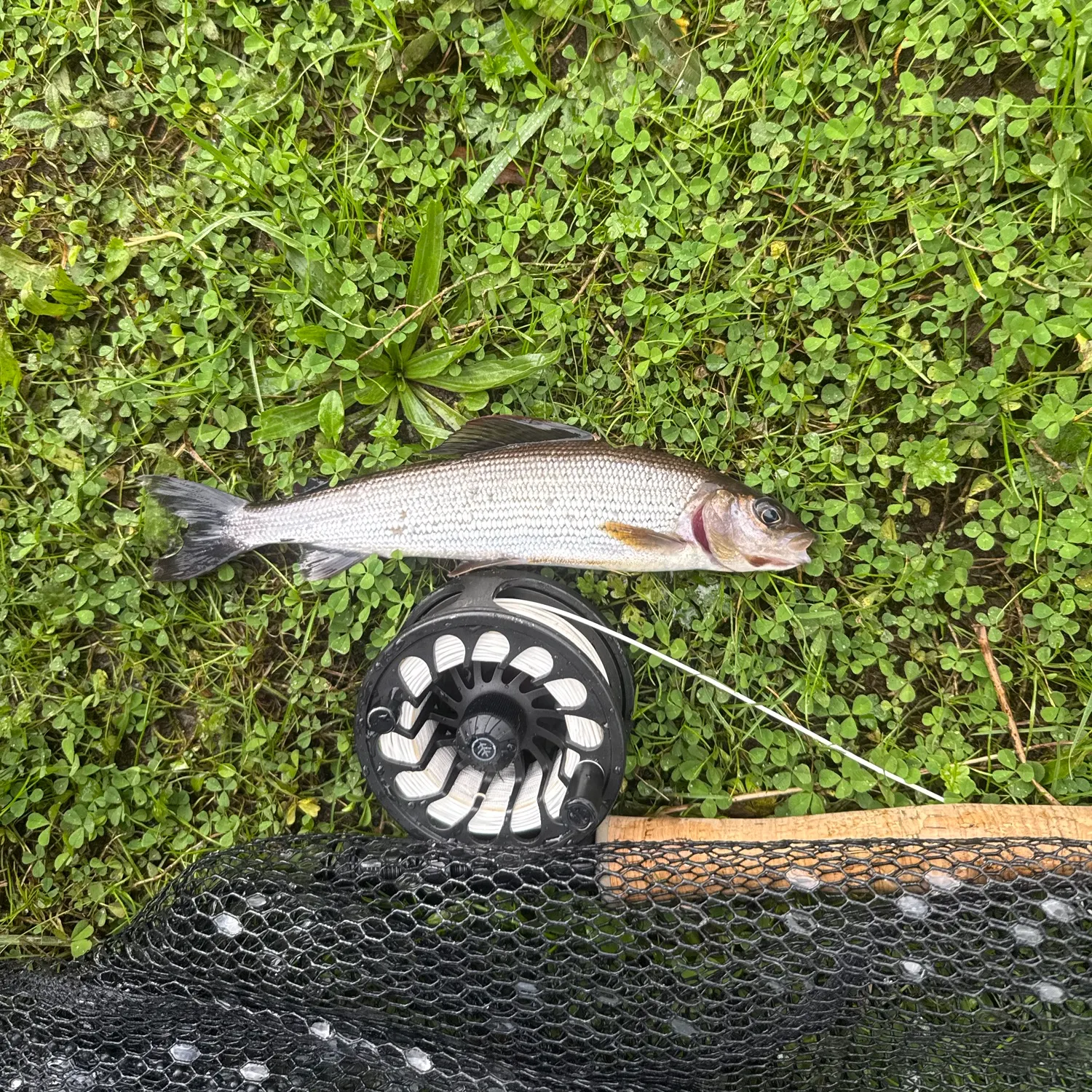 European grayling caught on Fishbrain