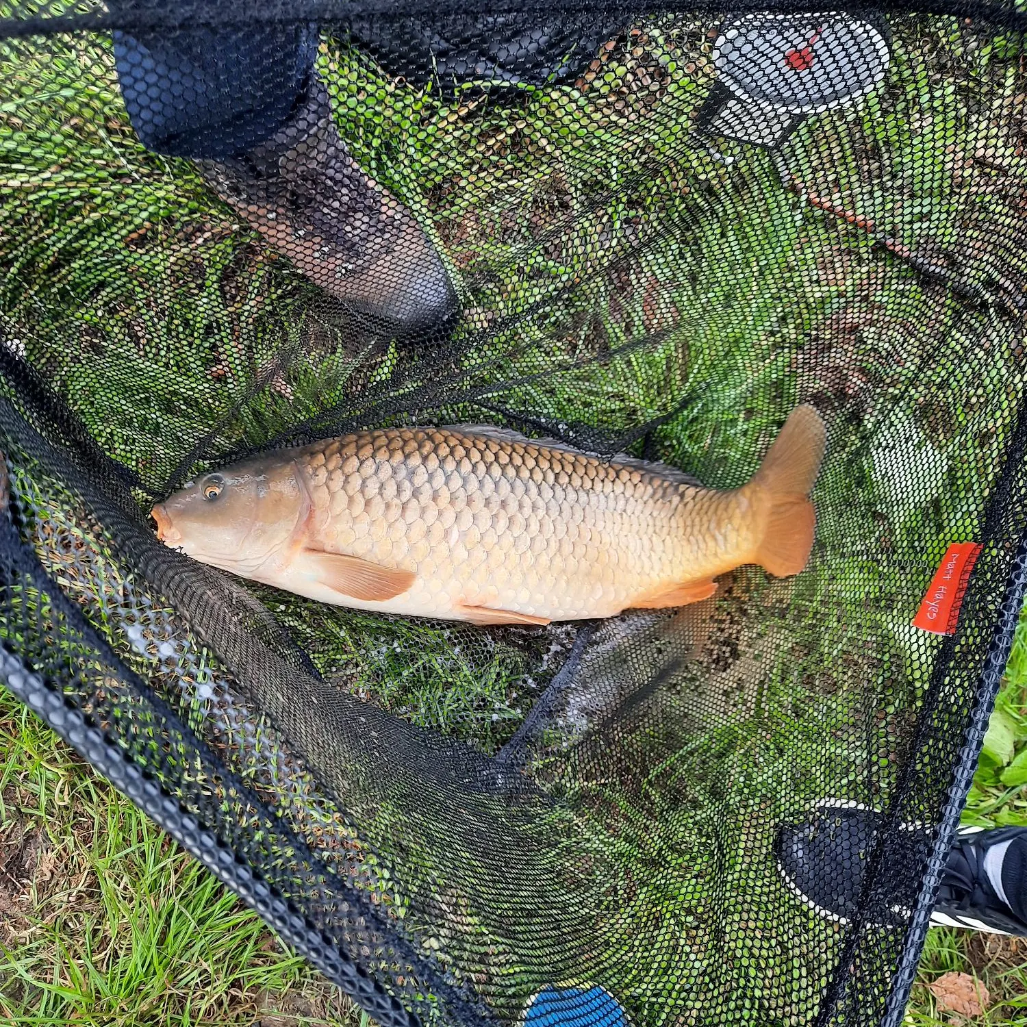 Common carp caught on Fishbrain