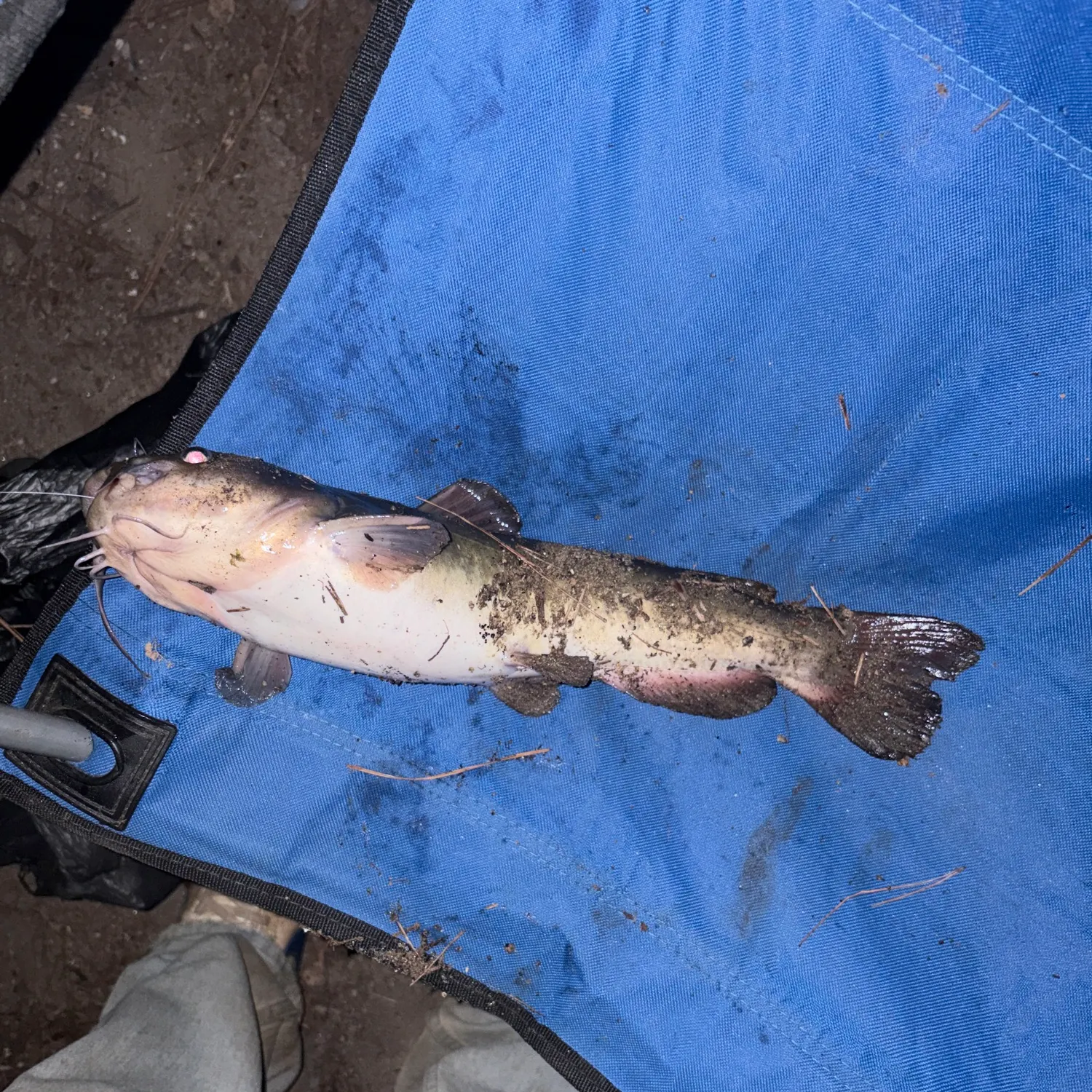 Yellow bullhead caught on Fishbrain
