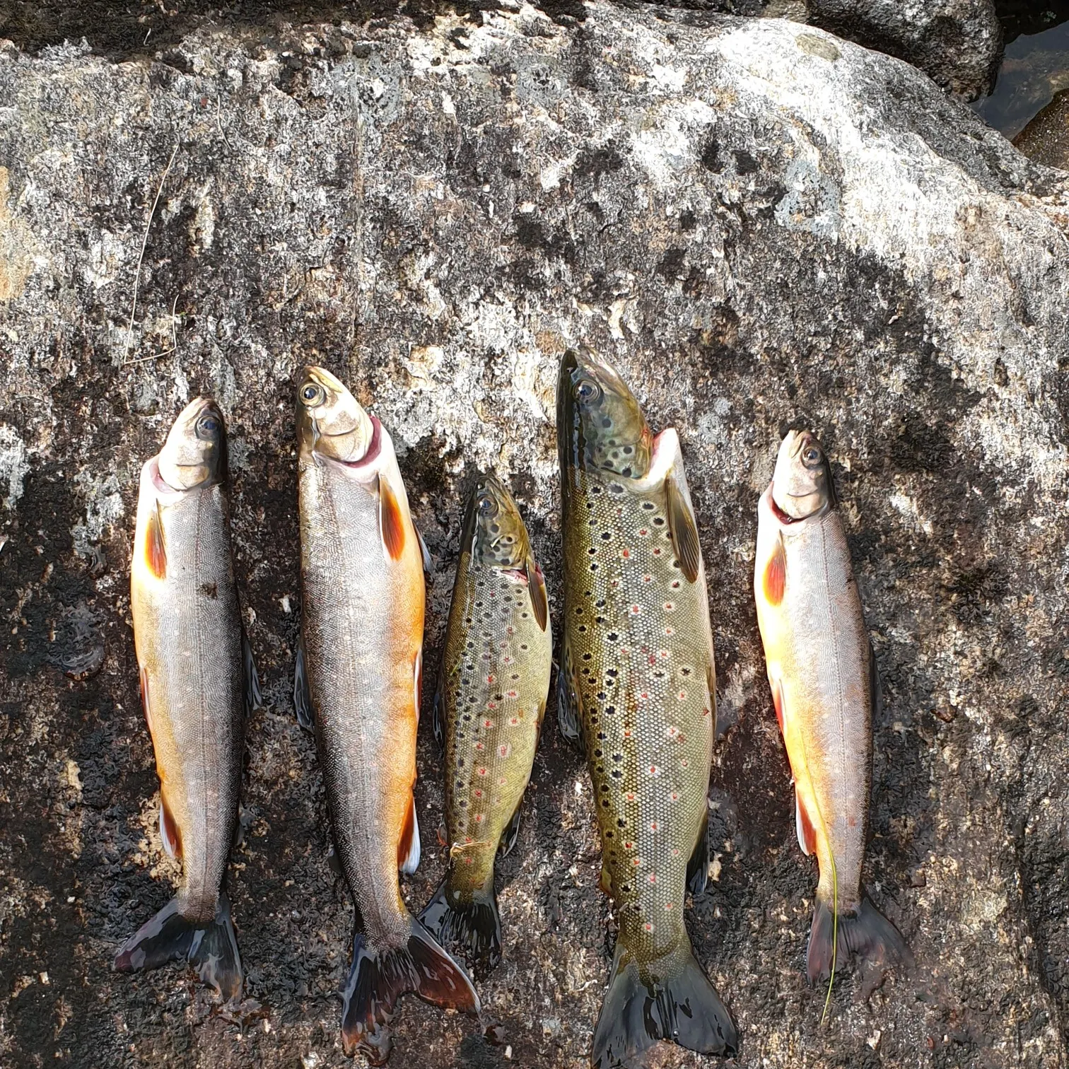recently logged catches