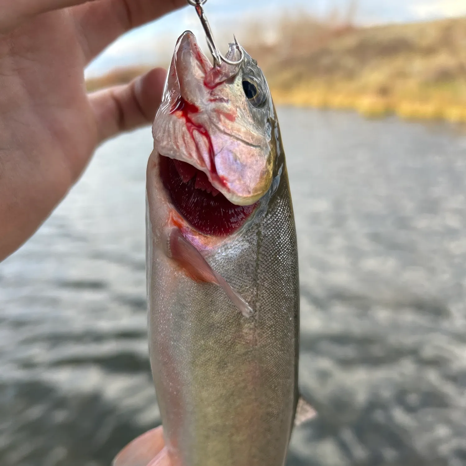 Cutthroat trout caught on Fishbrain