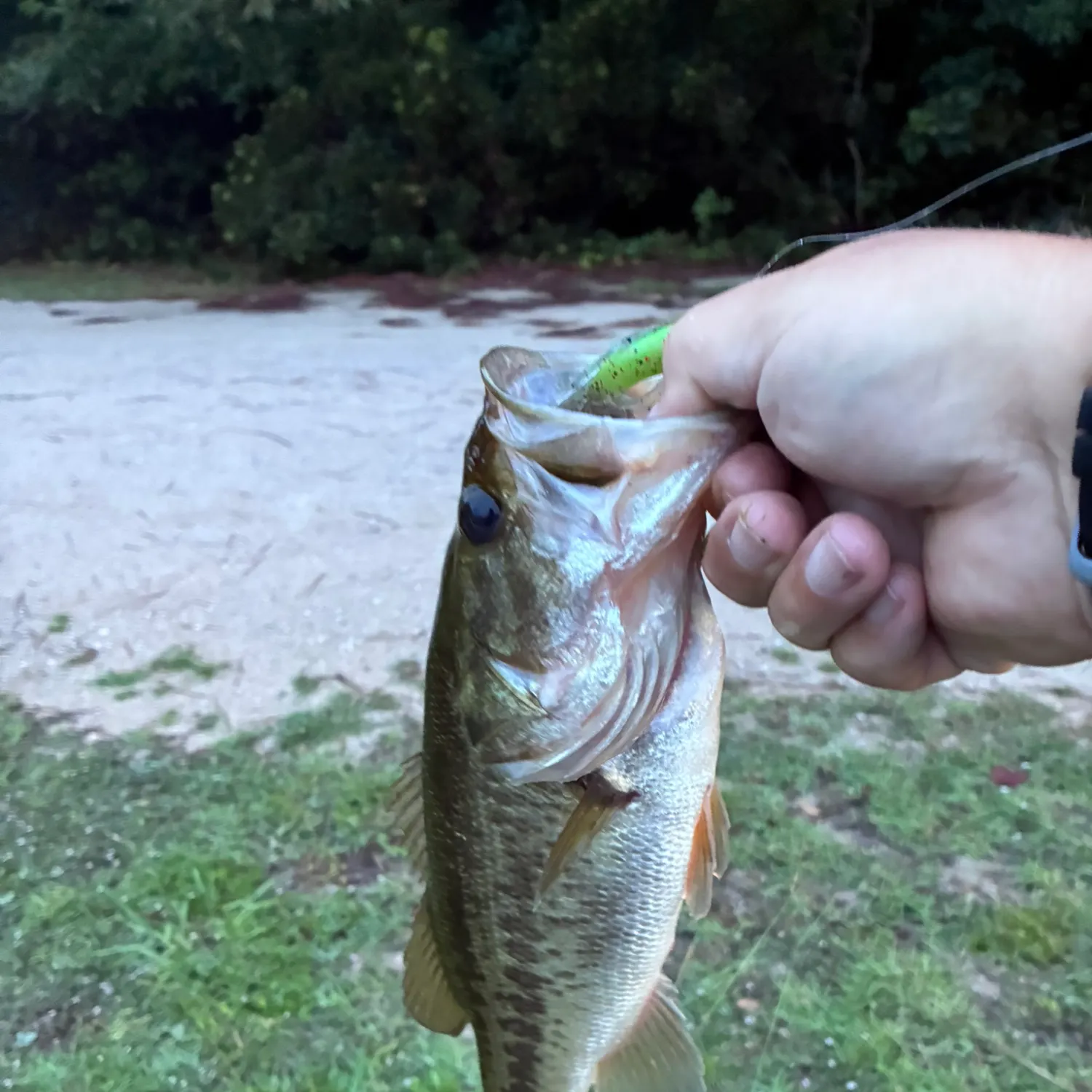 Largemouth bass caught on Fishbrain