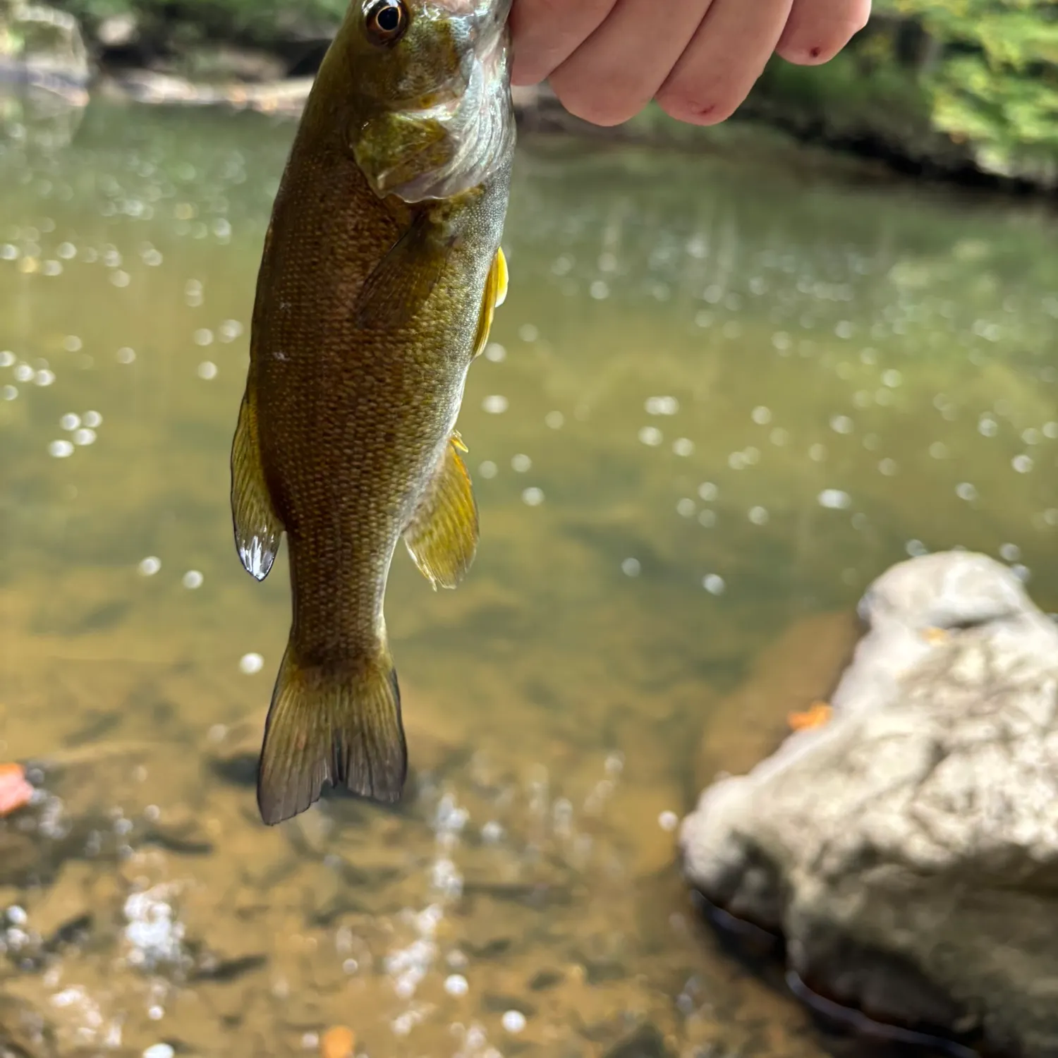 Smallmouth bass caught on Fishbrain