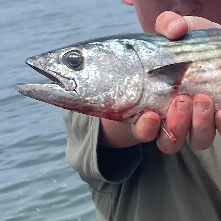 The most recent Australian bonito catches on Fishbrain