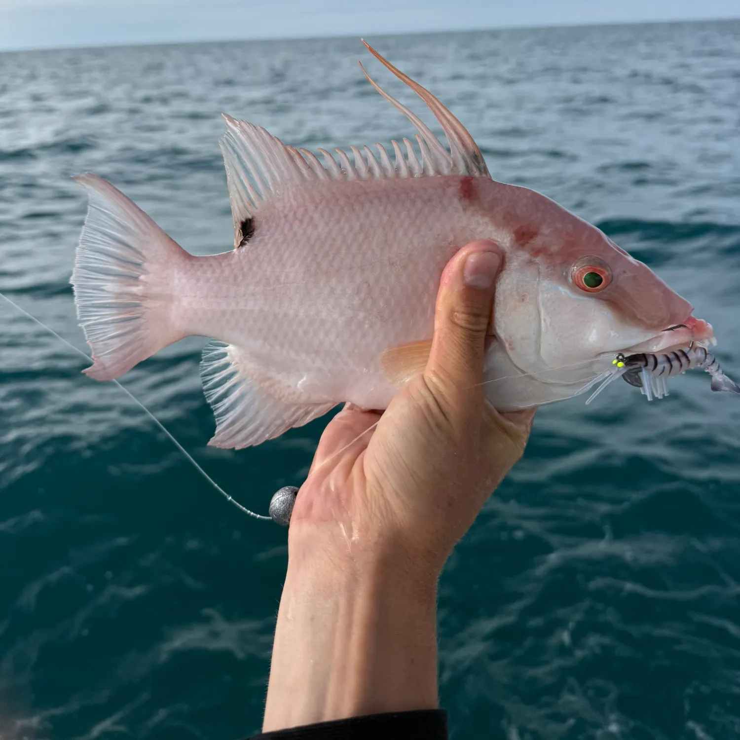 The most recent Hogfish catches on Fishbrain