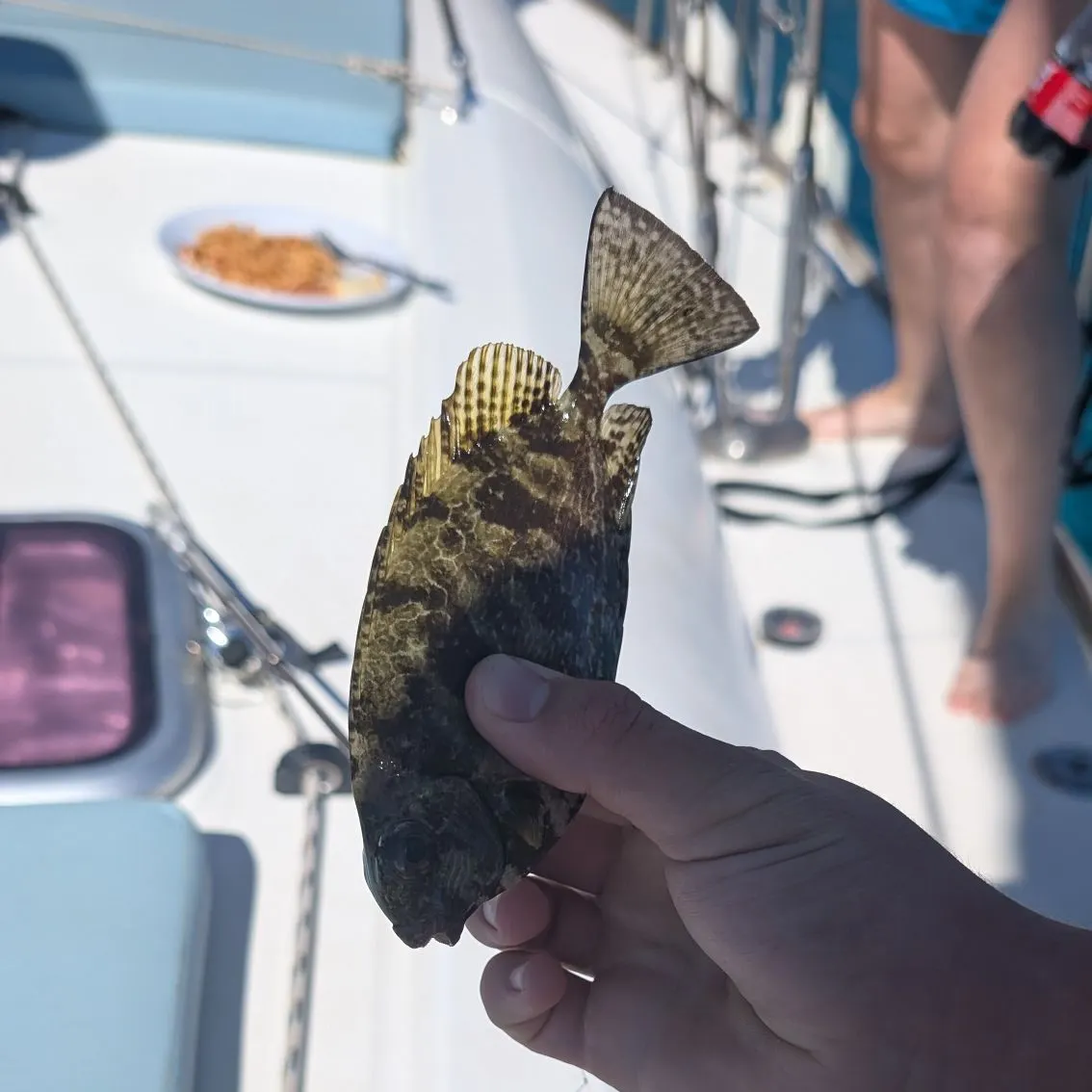 Fish caught on Fishbrain