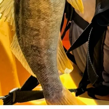 The most recent Bank sea bass catches on Fishbrain