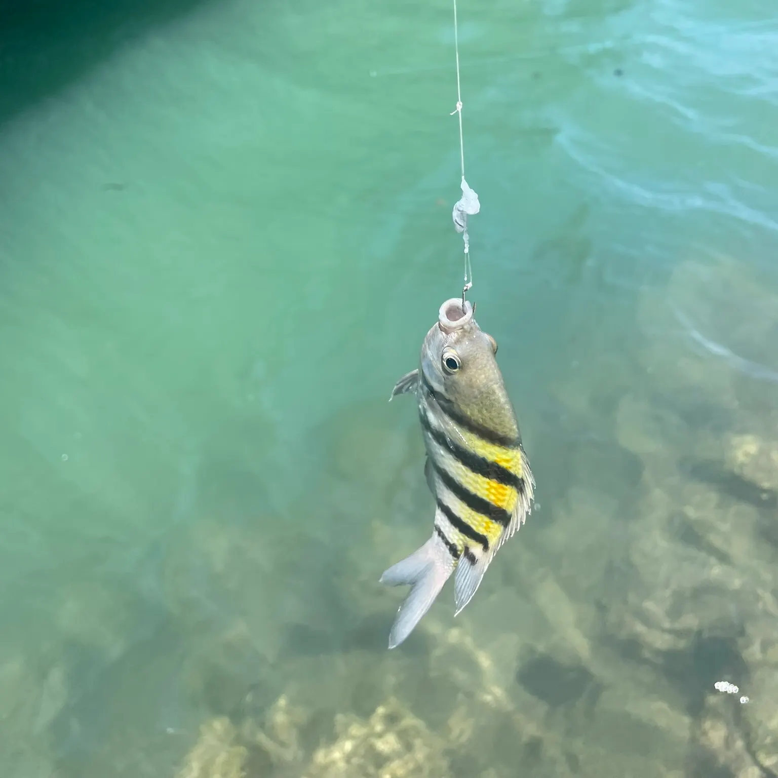 The most recent Sergeant-major catches on Fishbrain