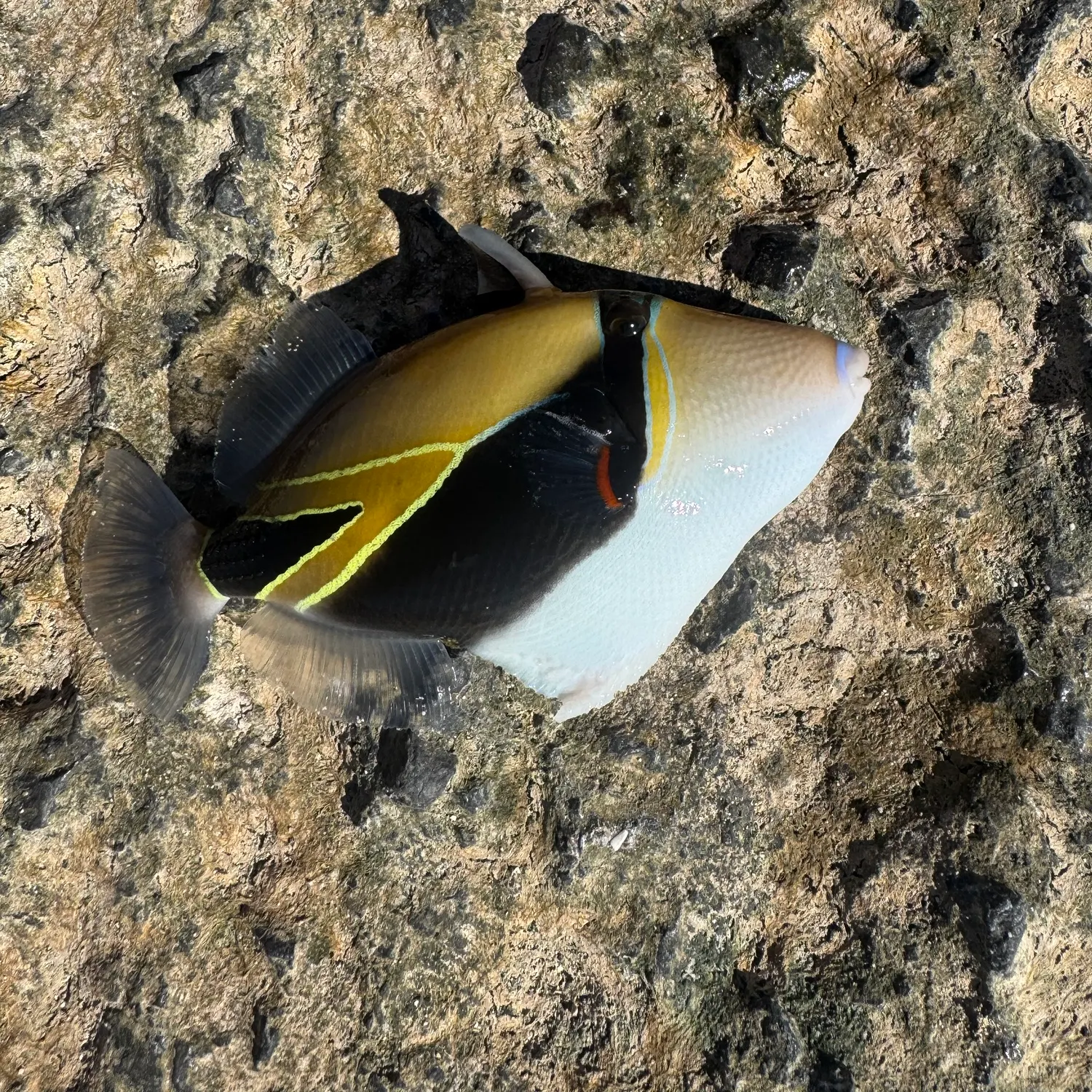 The most recent Titan triggerfish catches on Fishbrain