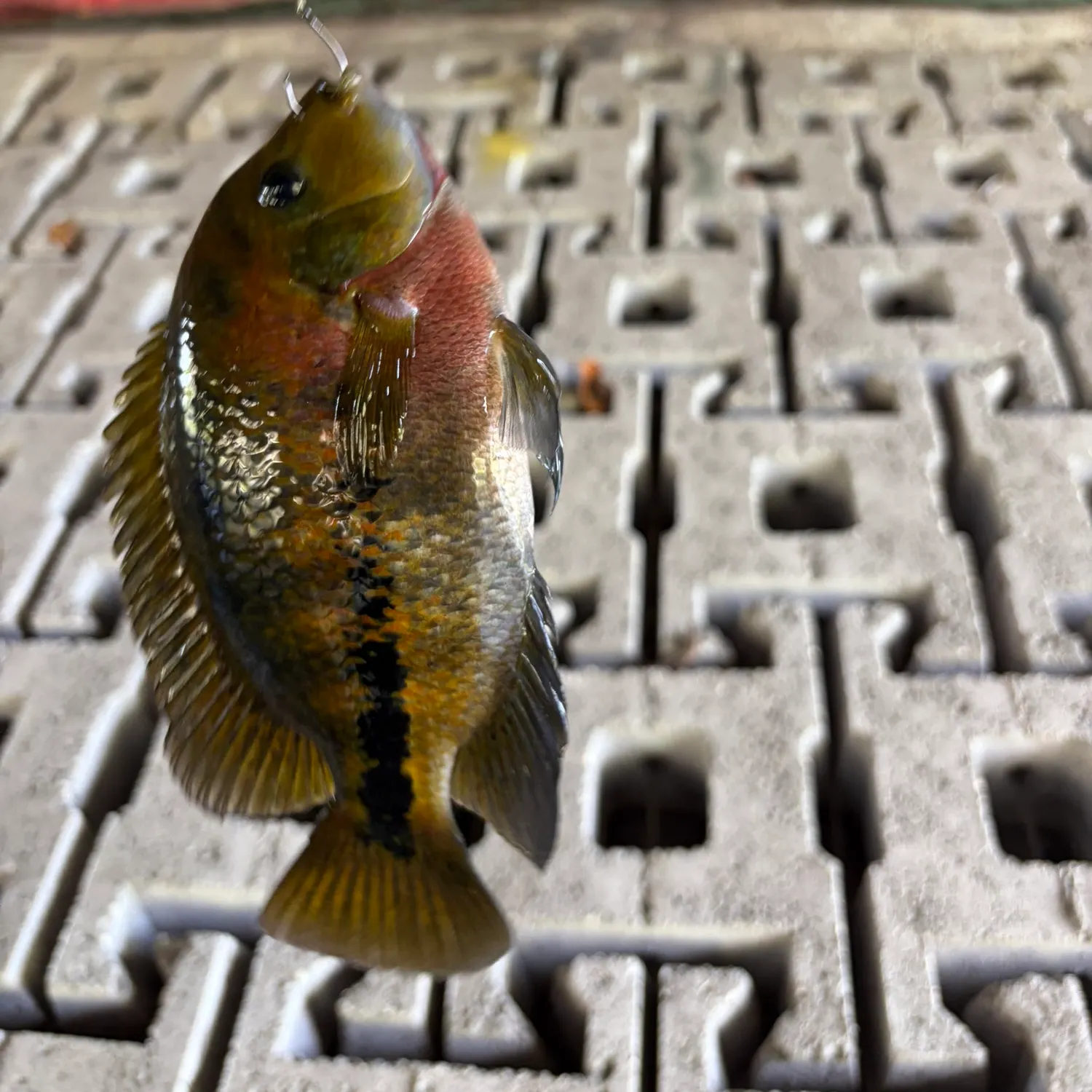 Spotted tilapia caught on Fishbrain
