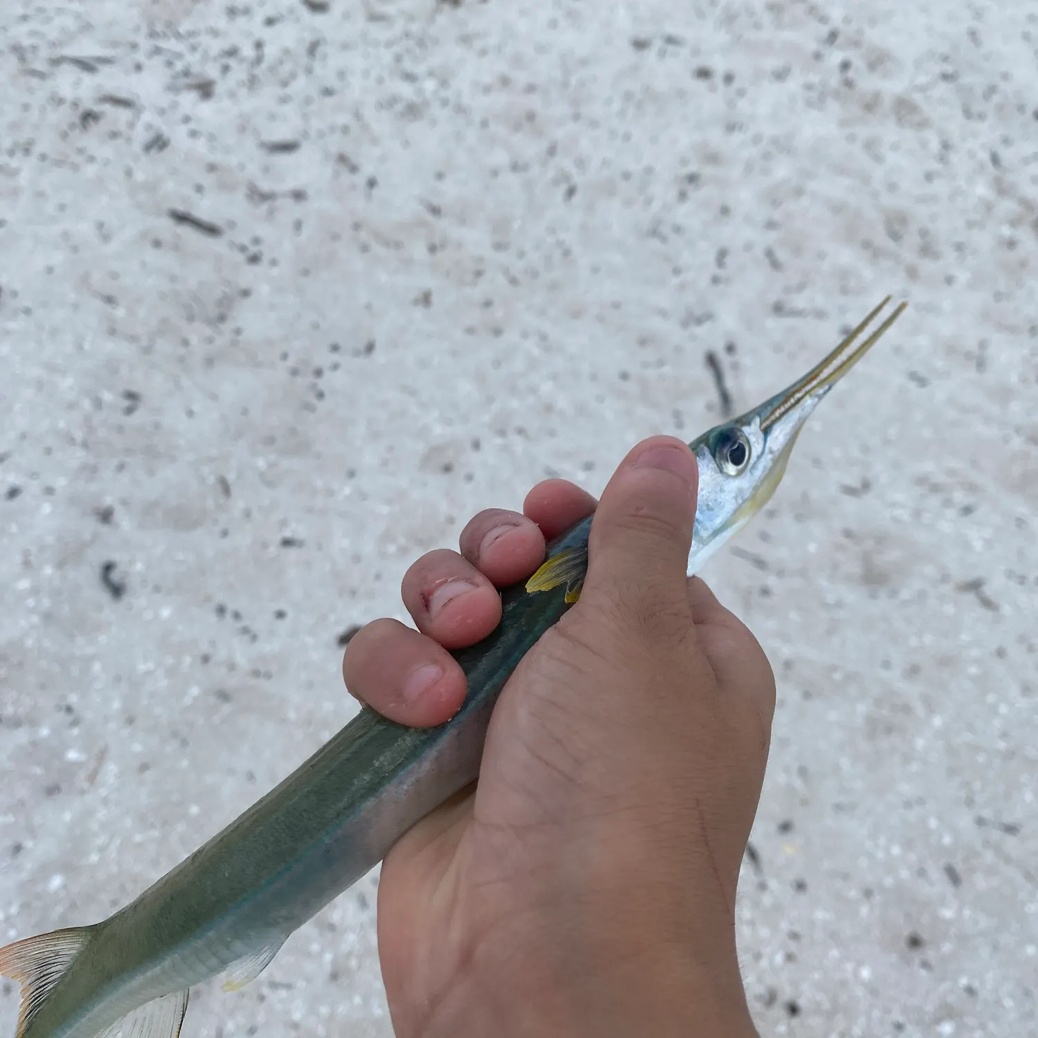 The most recent Flat needlefish catches on Fishbrain