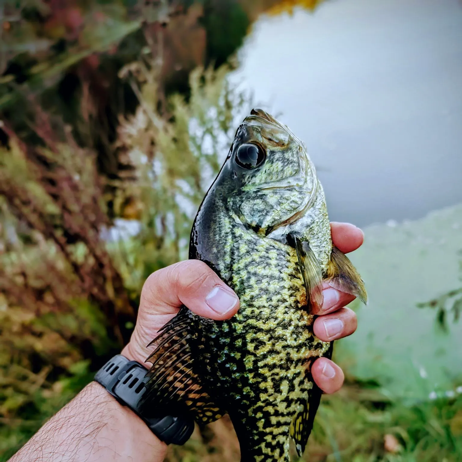 Black crappie caught on Fishbrain