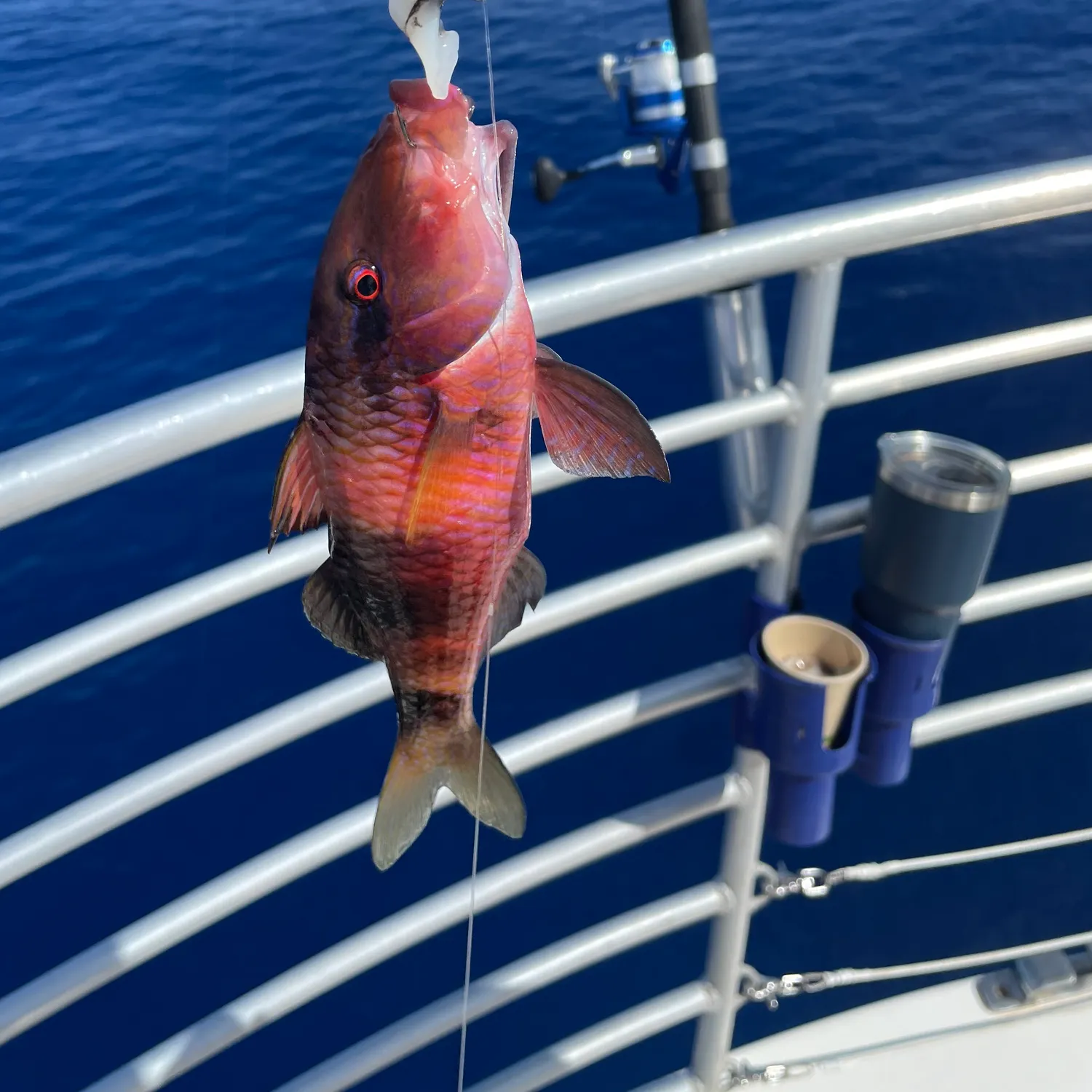 The most recent Island goatfish catches on Fishbrain