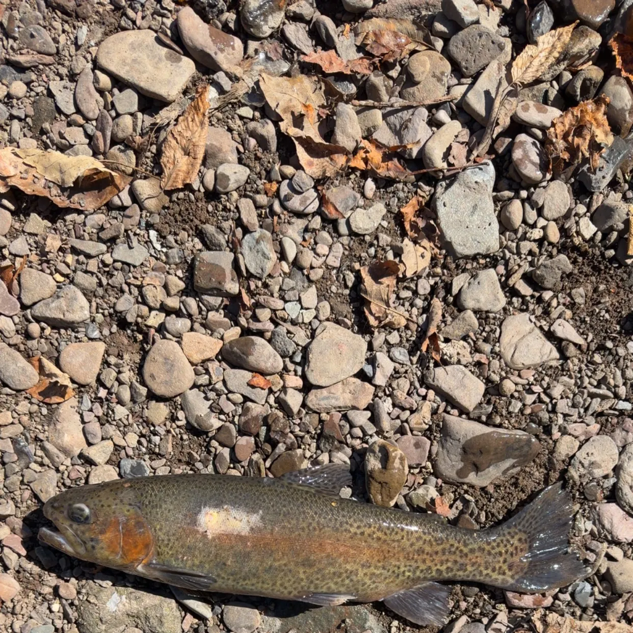 Rainbow trout caught on Fishbrain