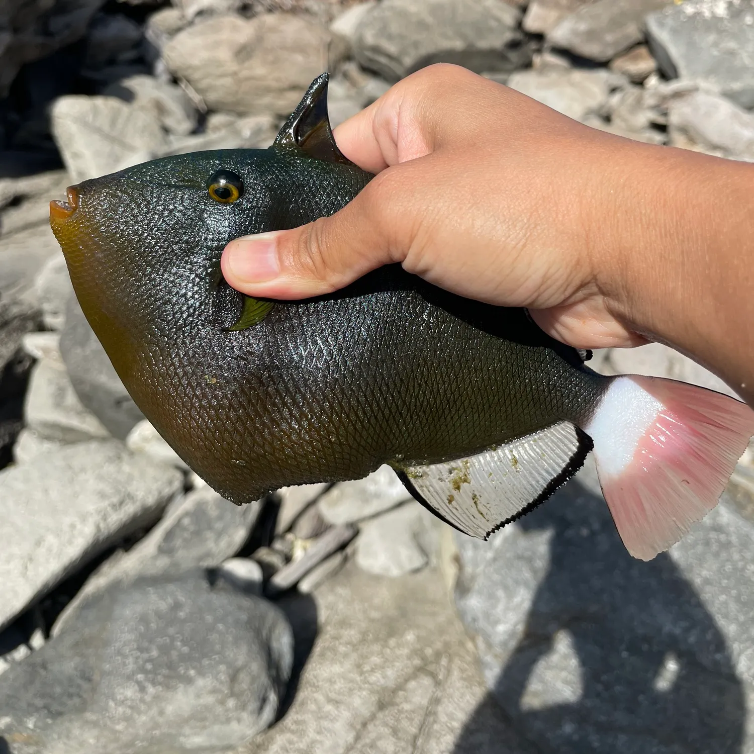 The most recent Pinktail triggerfish catches on Fishbrain