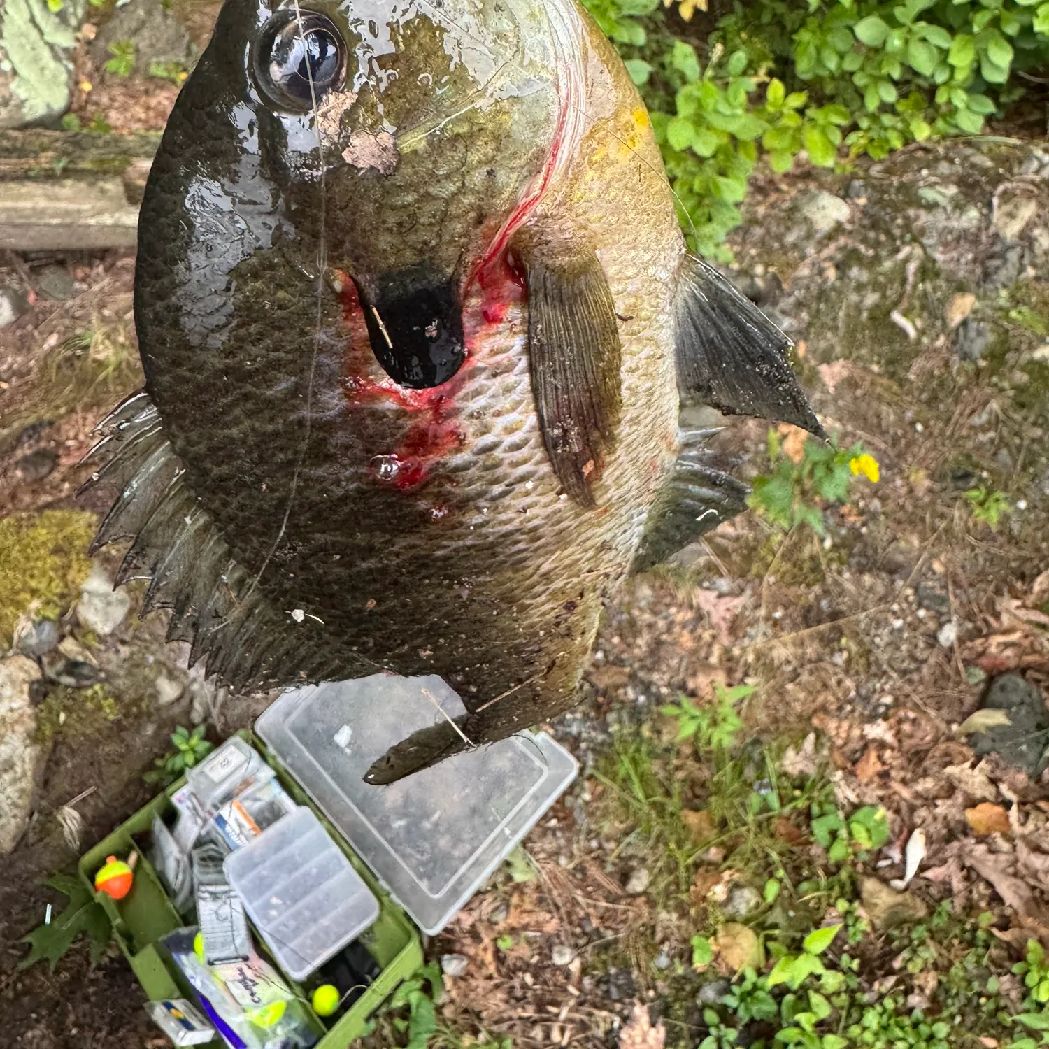 Bluegill caught on Fishbrain