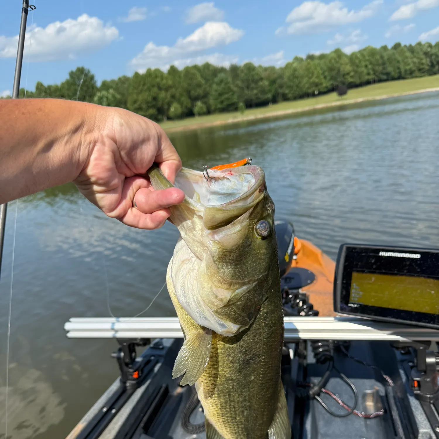 Largemouth bass caught on Fishbrain