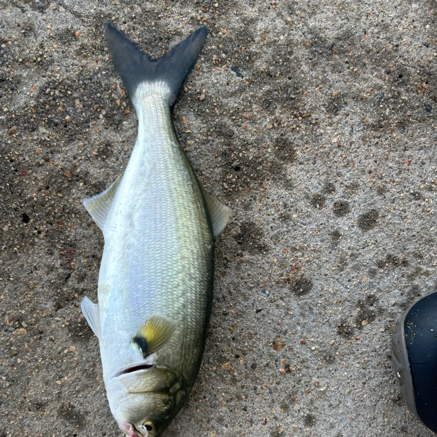 Bluefish caught on Fishbrain