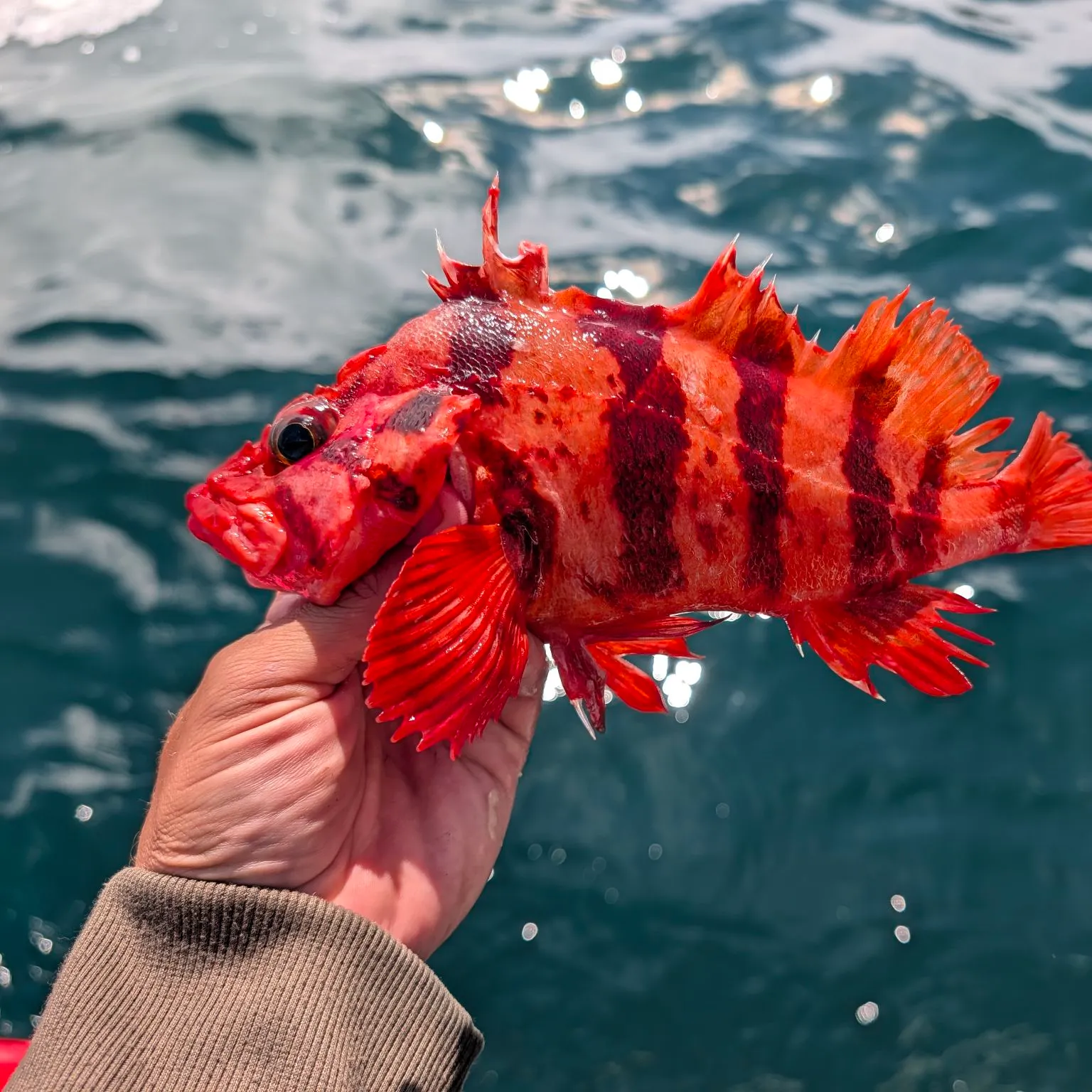 The most recent Tiger rockfish catches on Fishbrain