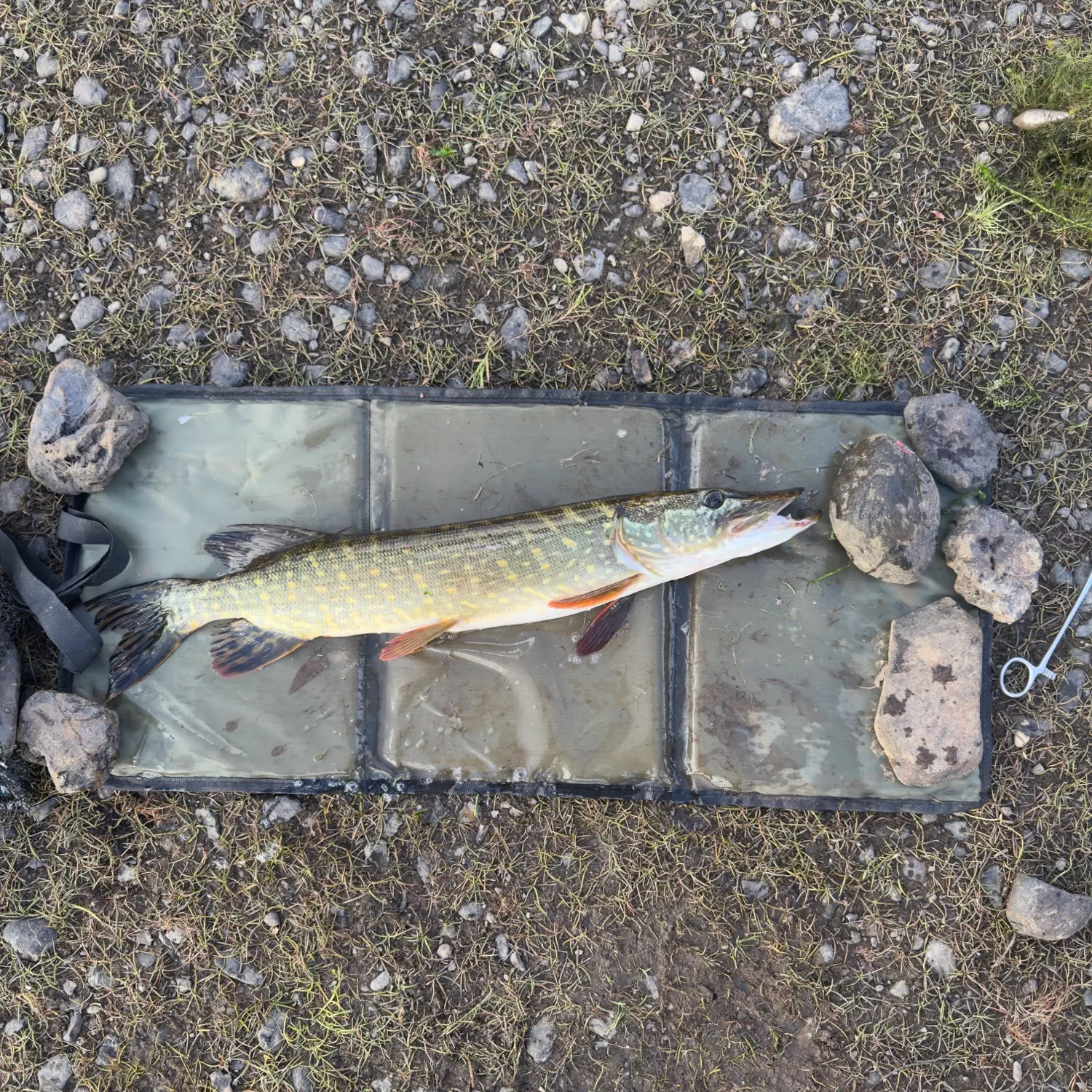 Northern pike caught on Fishbrain