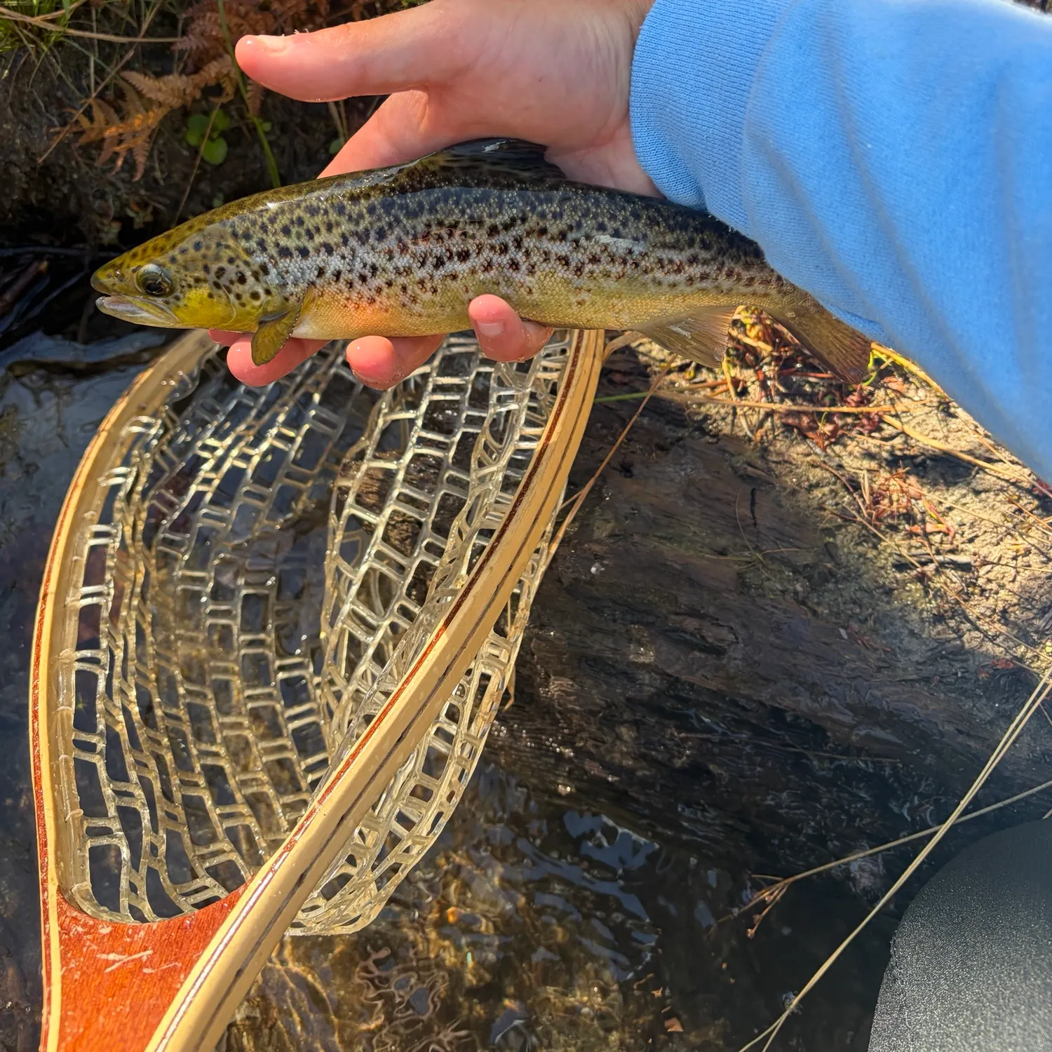 Landlocked atlantic salmon caught on Fishbrain