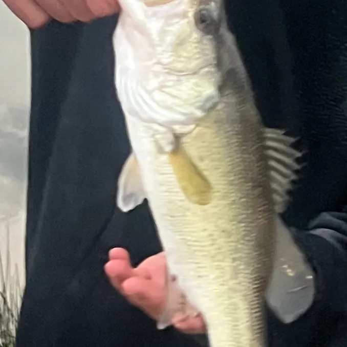 The most recent Largemouth bass catches on Fishbrain