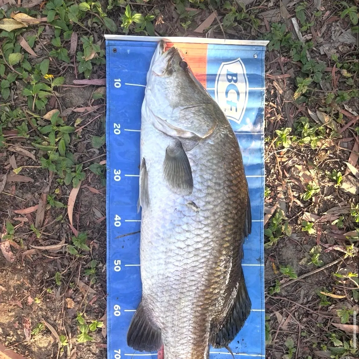 Barramundi caught on Fishbrain