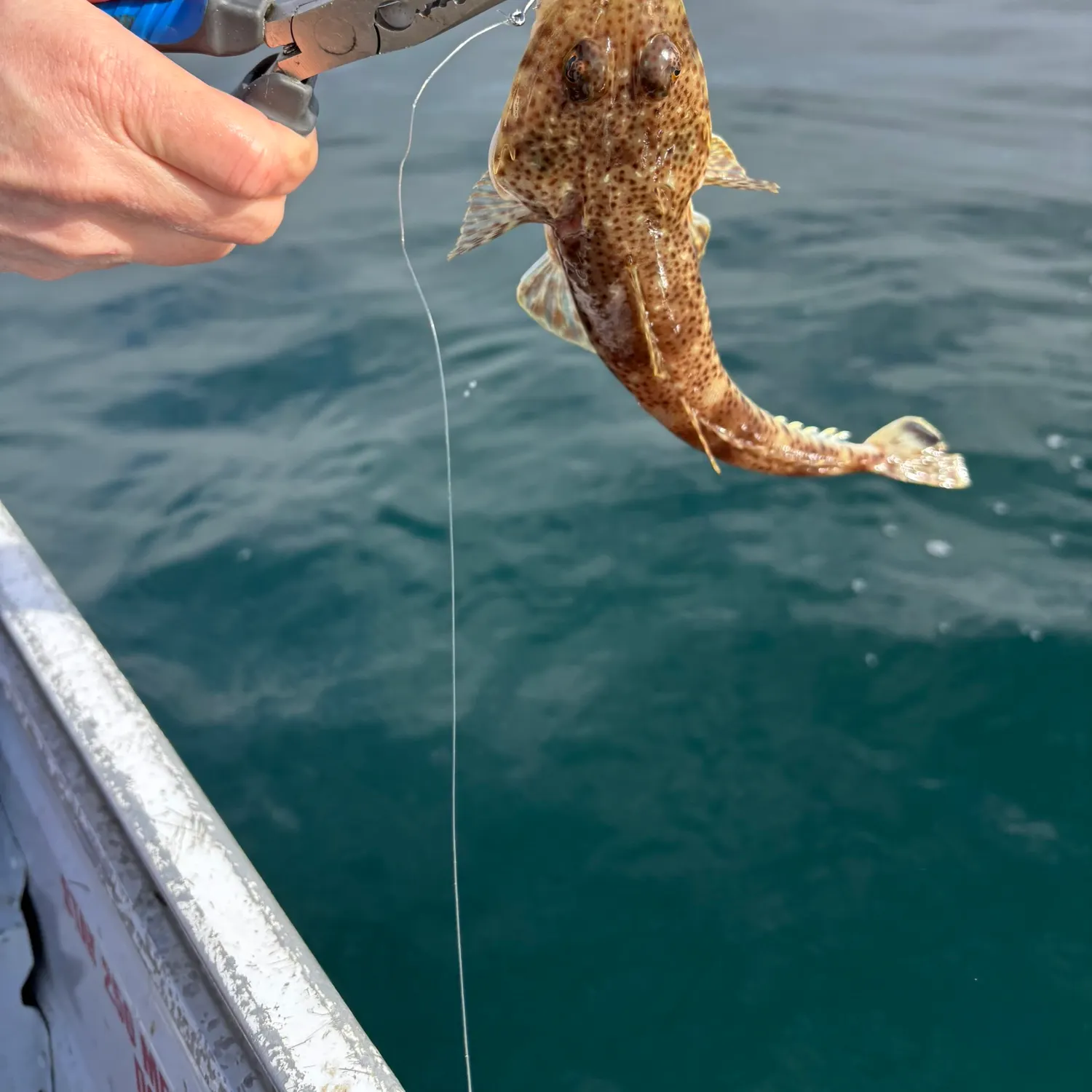 The most recent Southern calamari catches on Fishbrain