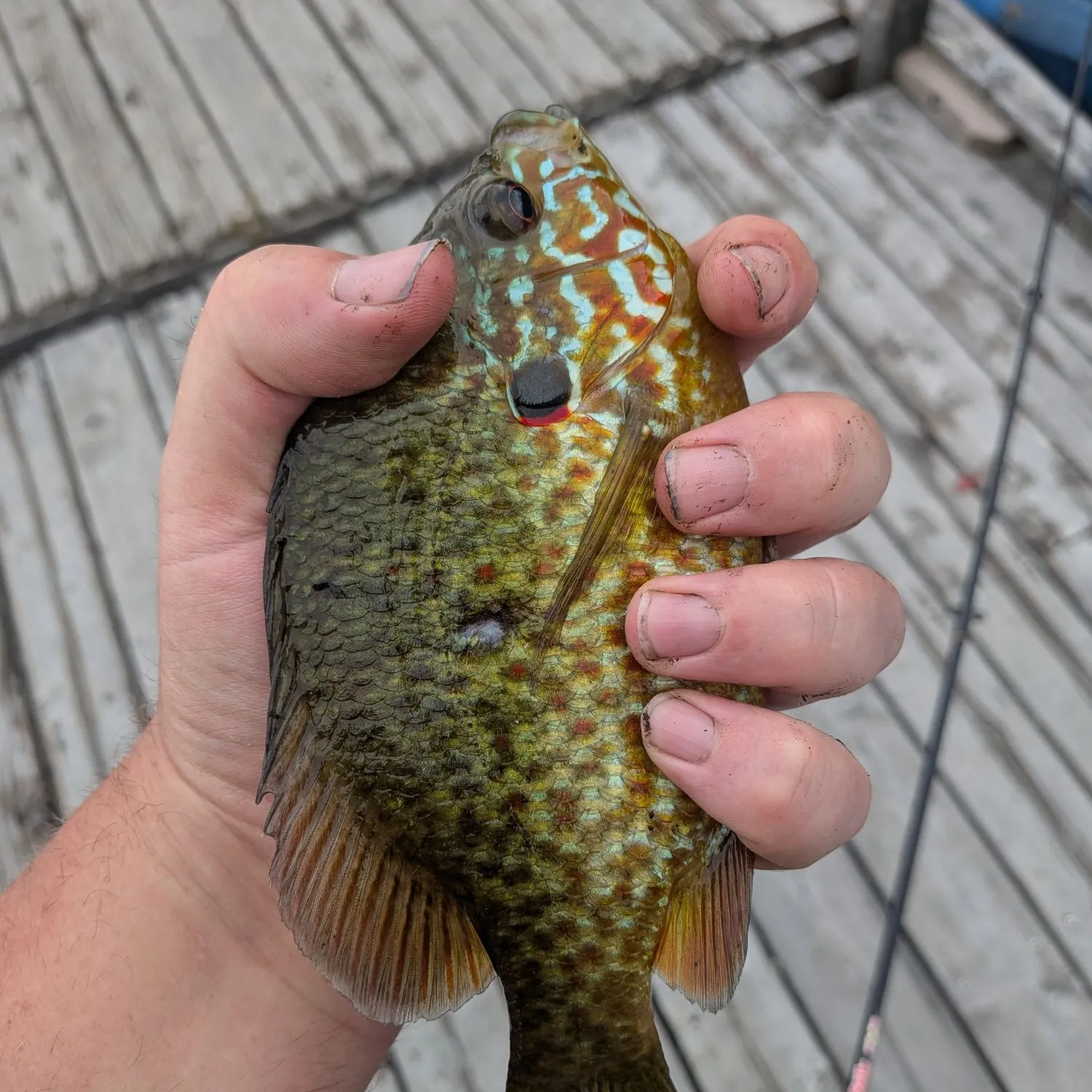 Pumpkinseed caught on Fishbrain
