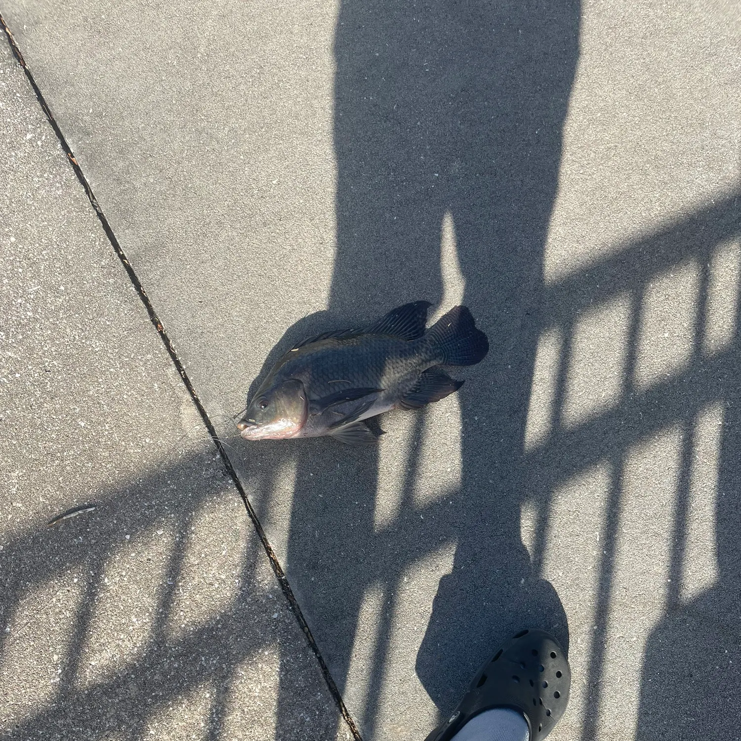 The most recent Blue tilapia catches on Fishbrain