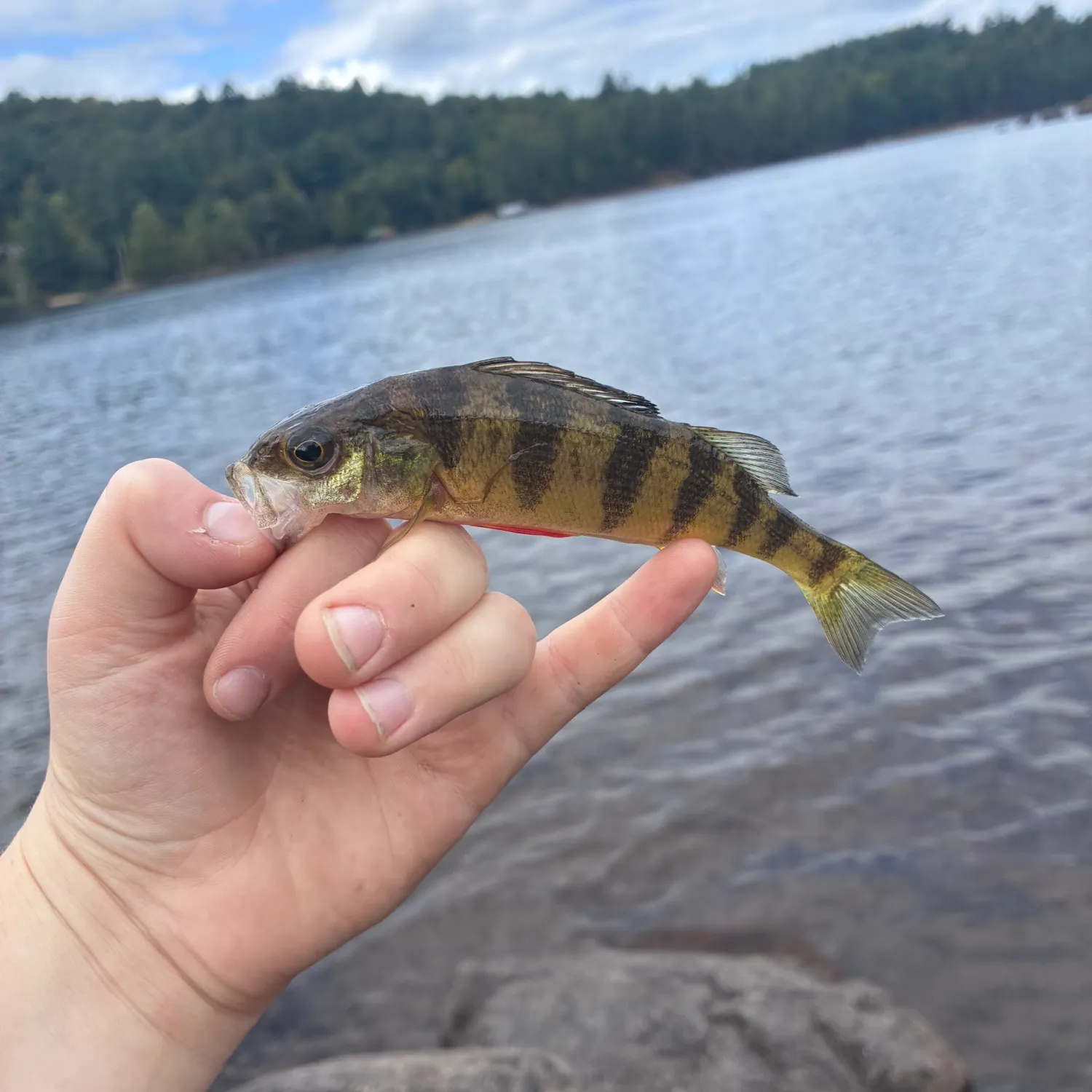 Yellow perch caught on Fishbrain