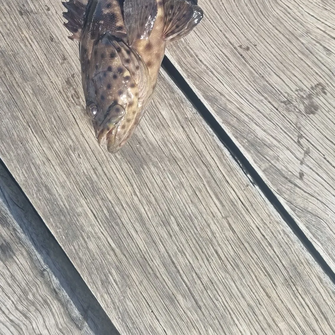 The most recent Orange-spotted grouper catches on Fishbrain