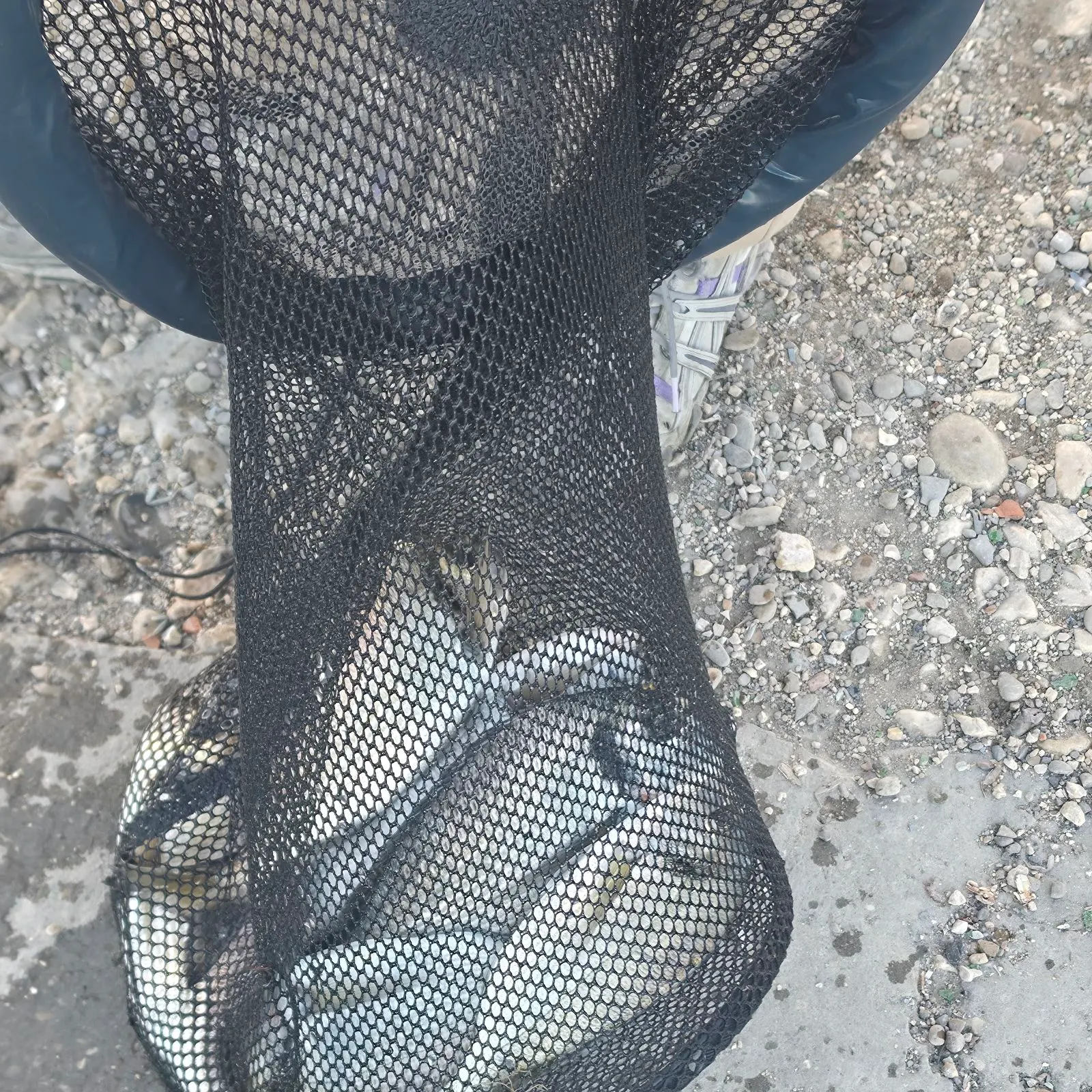 Gilthead seabream caught on Fishbrain