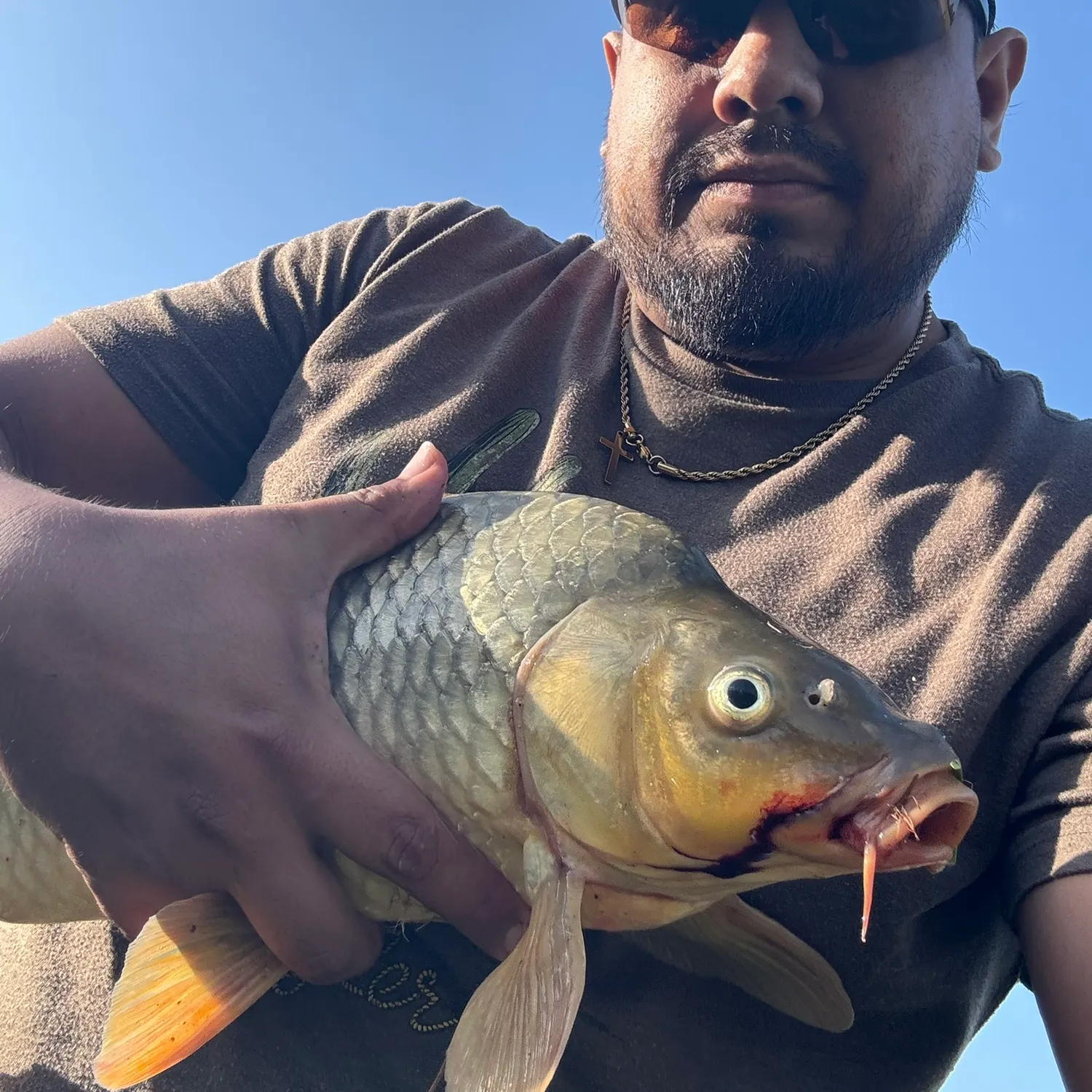 Common carp caught on Fishbrain
