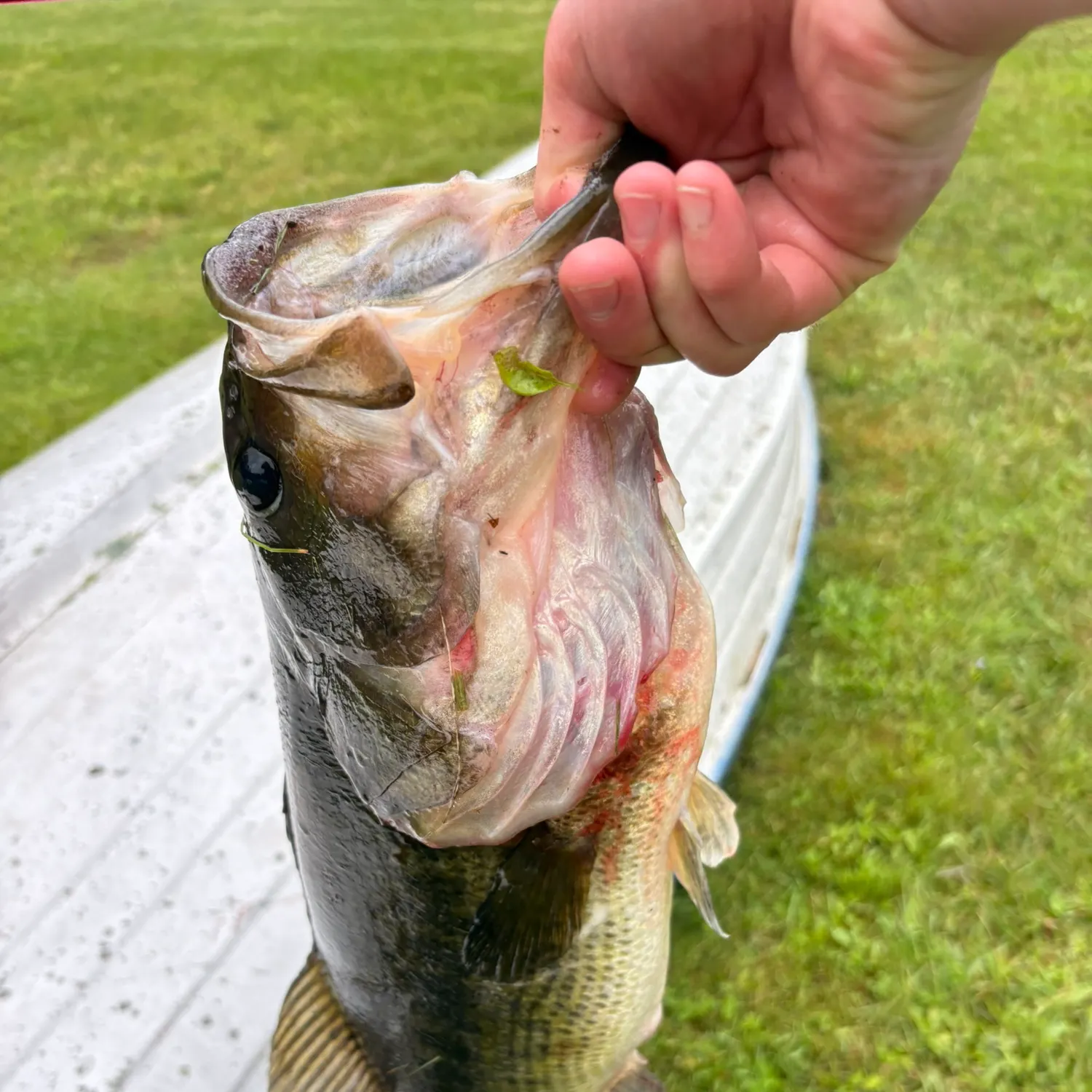 angler catch