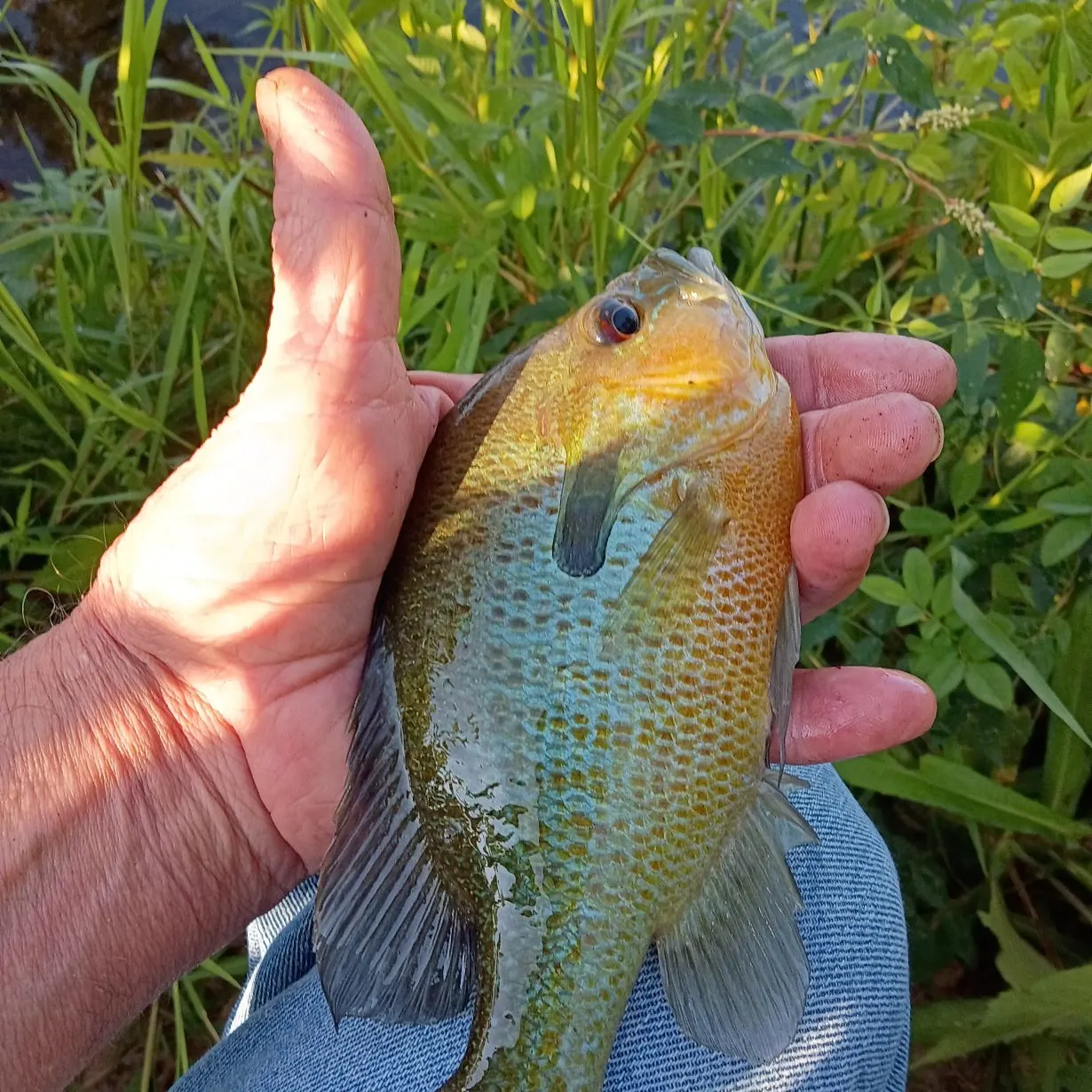 Redbreast sunfish caught on Fishbrain