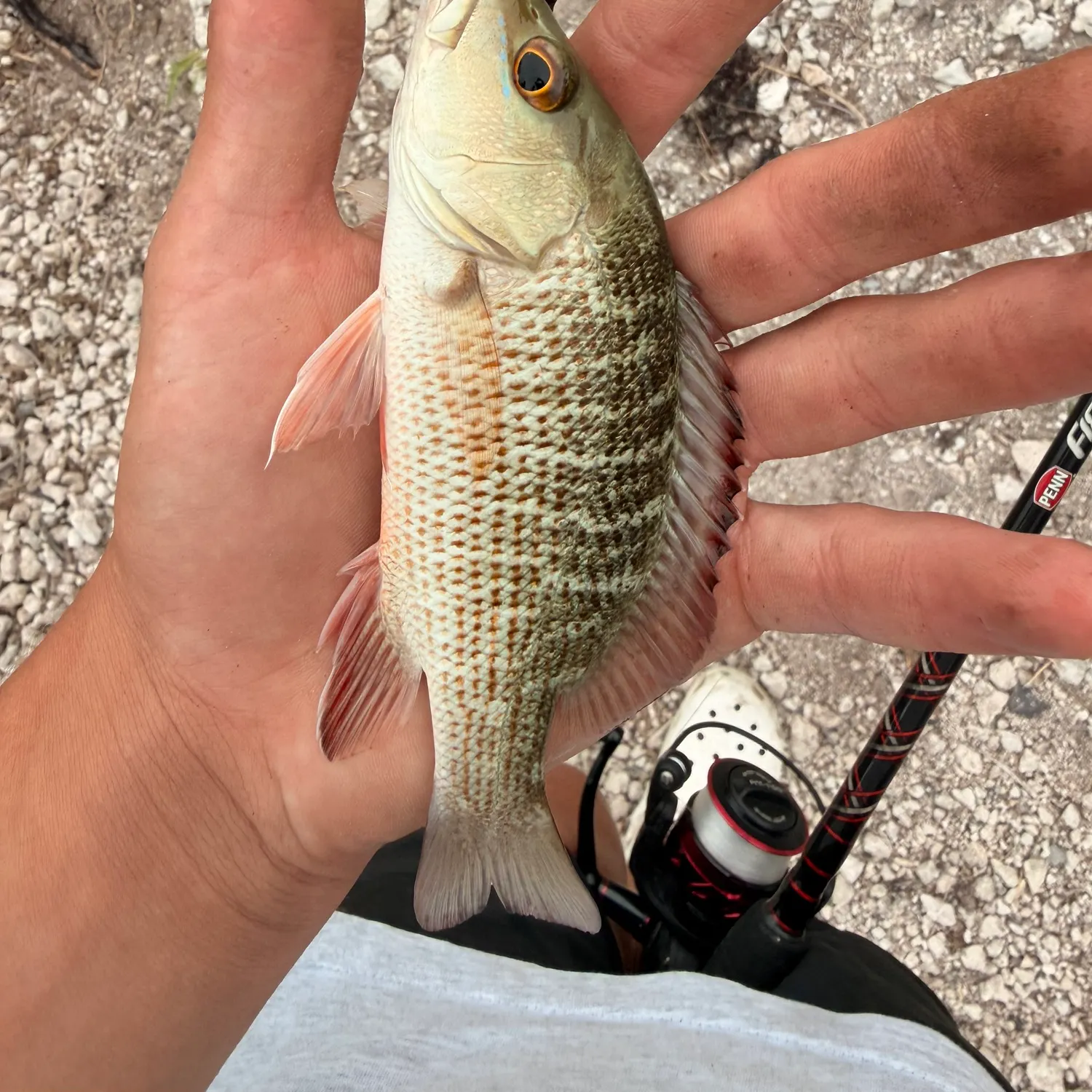 Mangrove snapper caught on Fishbrain