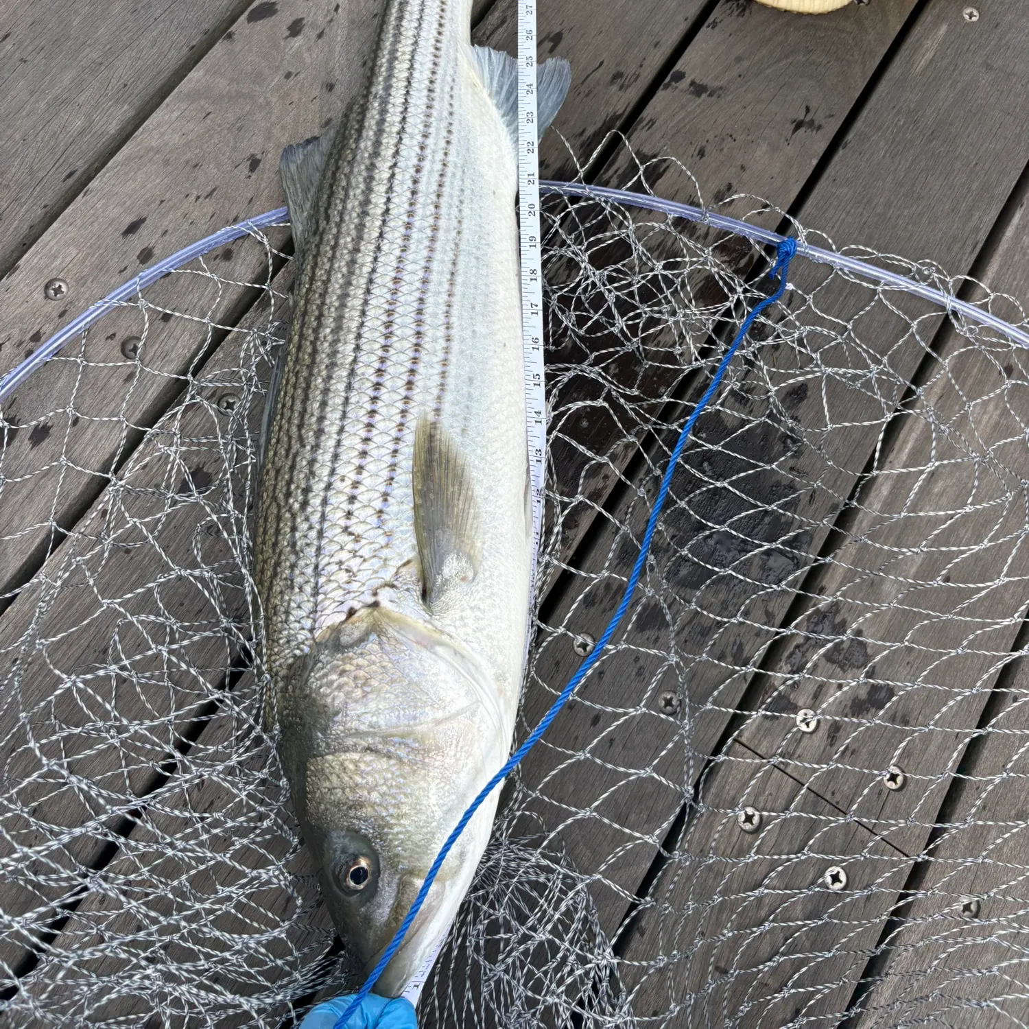 Striped bass caught on Fishbrain