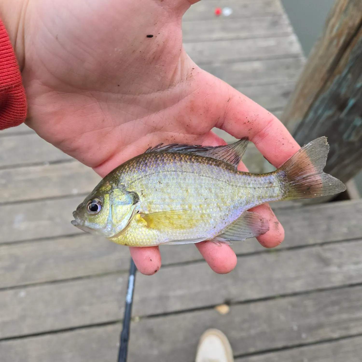 The most recent Bluegill catches on Fishbrain
