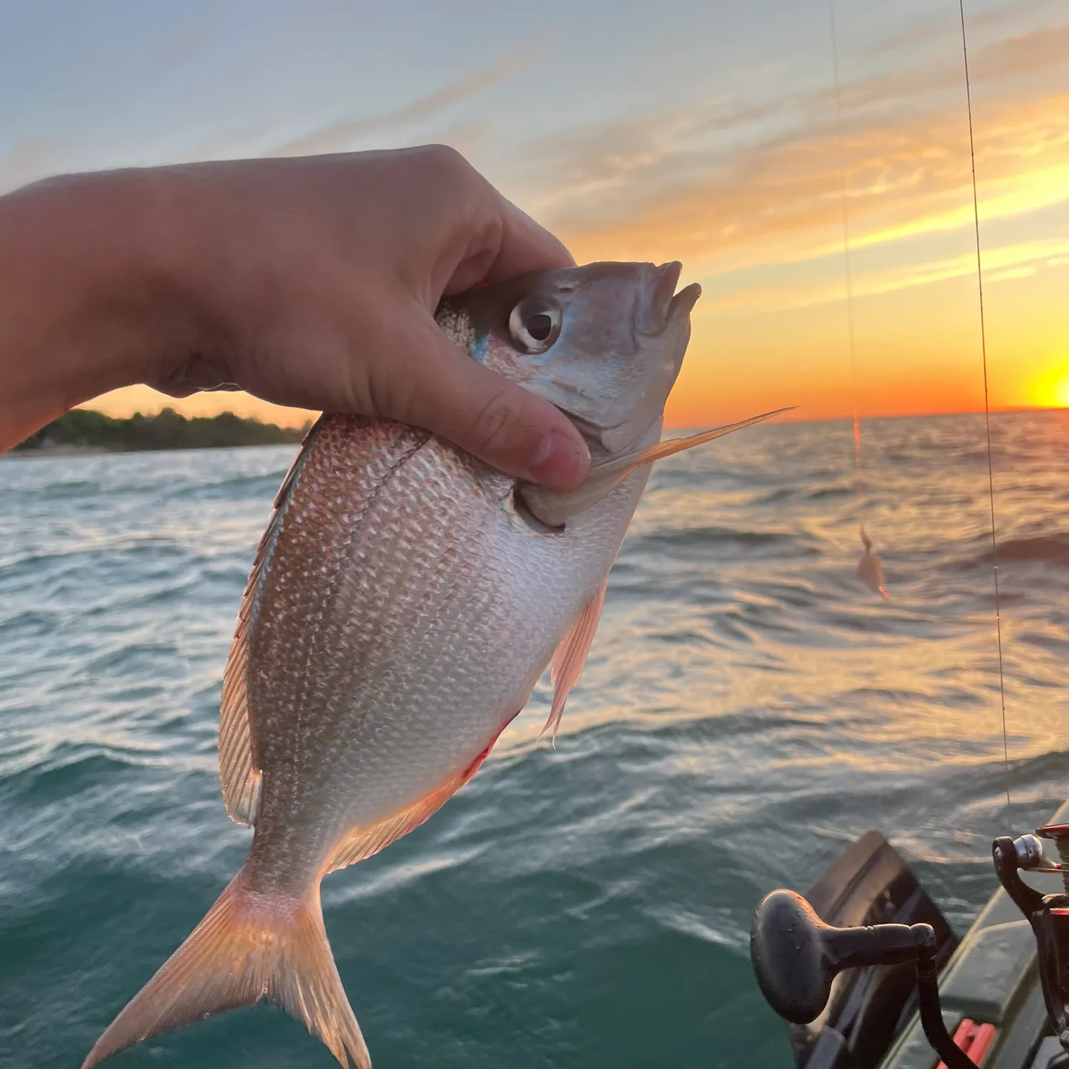 The most recent Scup catches on Fishbrain