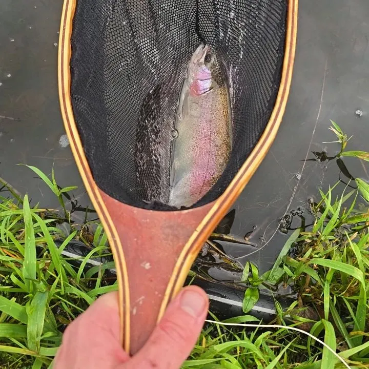 Rainbow trout caught on Fishbrain