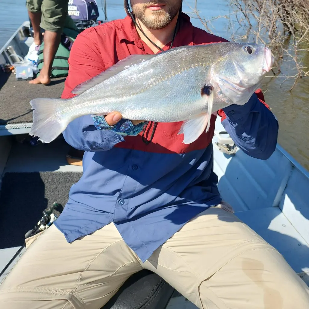 most liked catch image