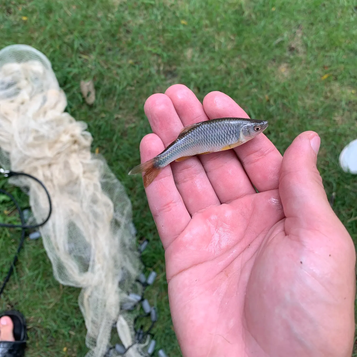 The most recent Steelcolor shiner catches on Fishbrain
