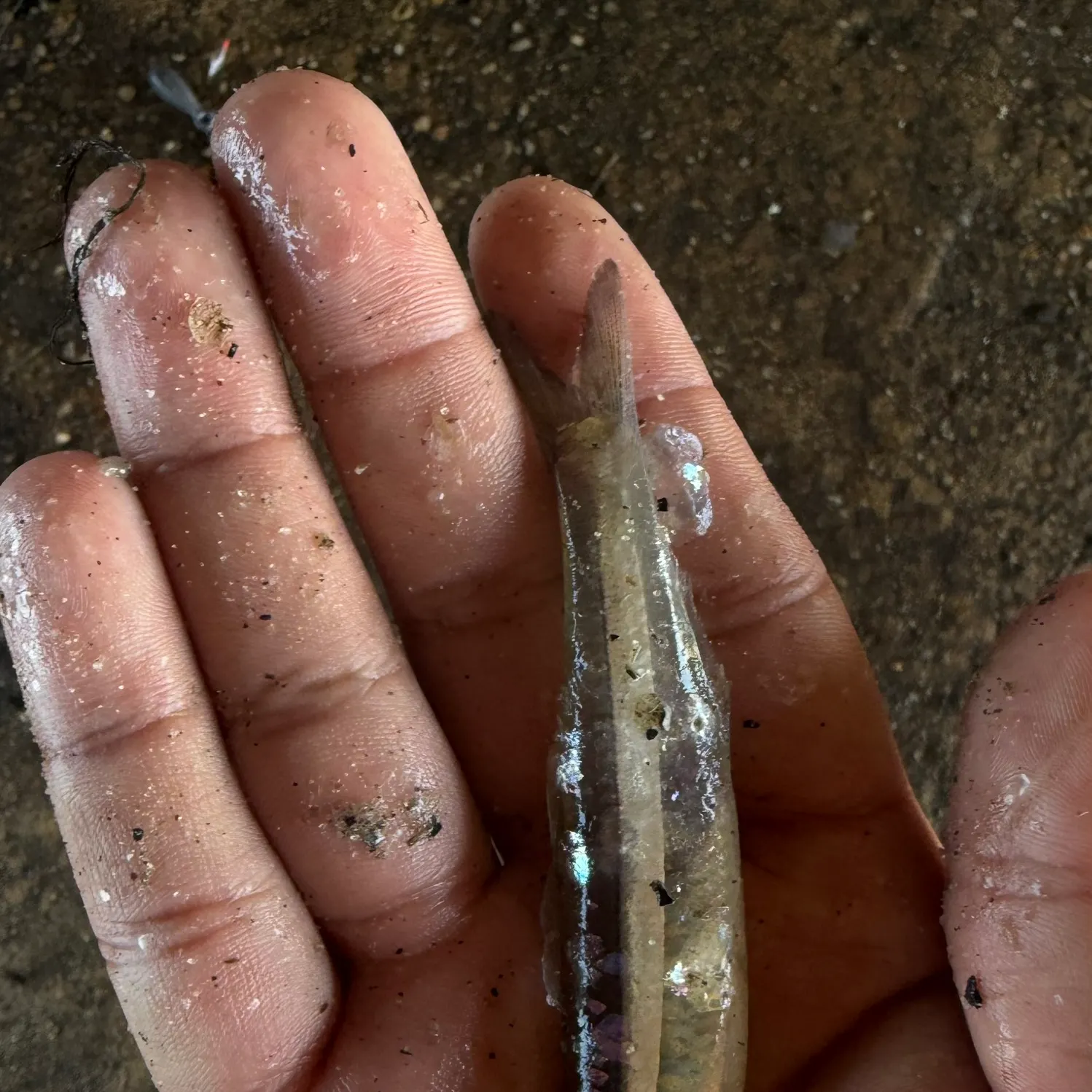 The most recent Broad-striped anchovy catches on Fishbrain